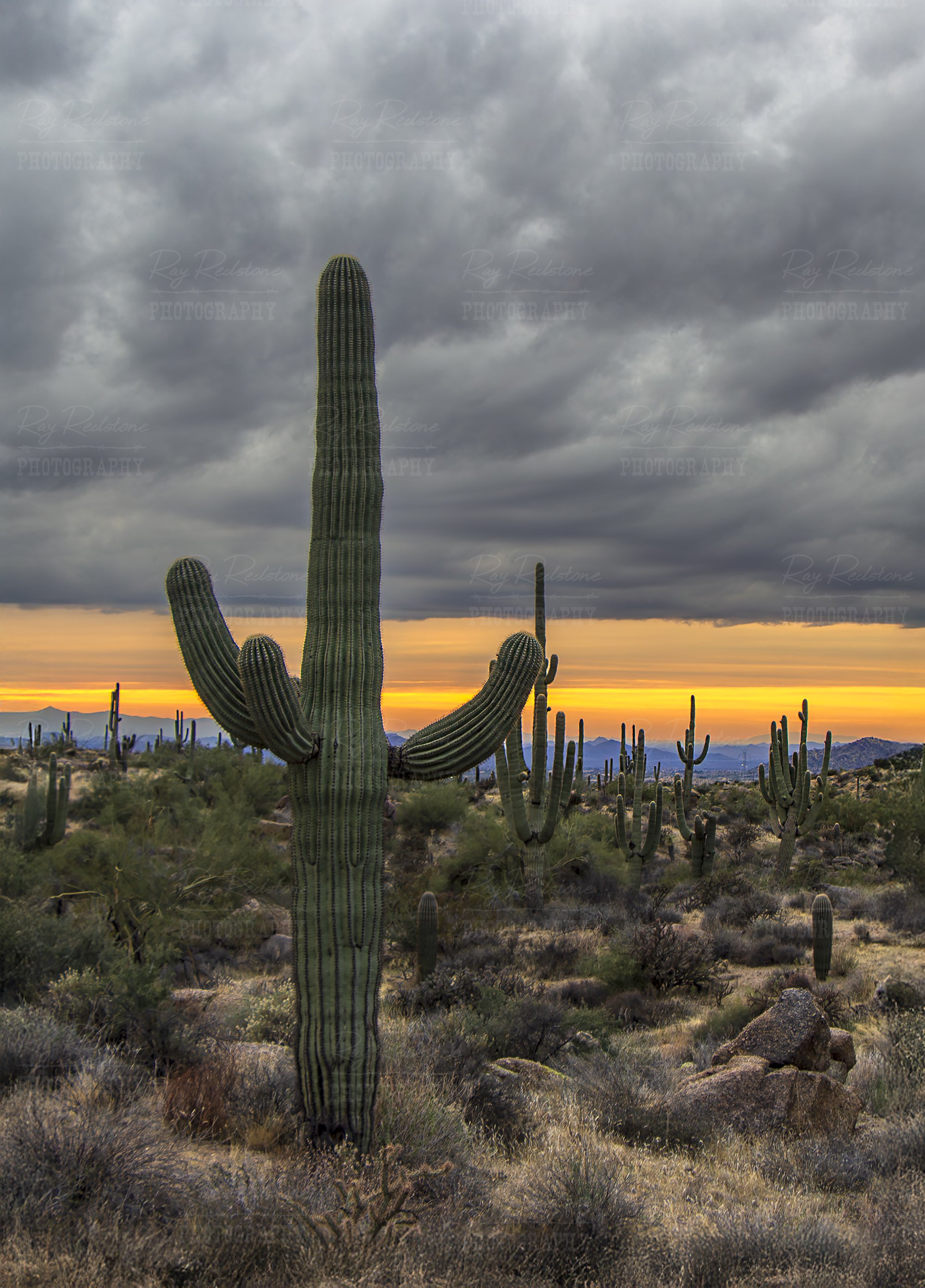 Unusual AZ Desert Sunset Skies with Saguaro Cactus In Browns Ranch Preserve Scottsdale