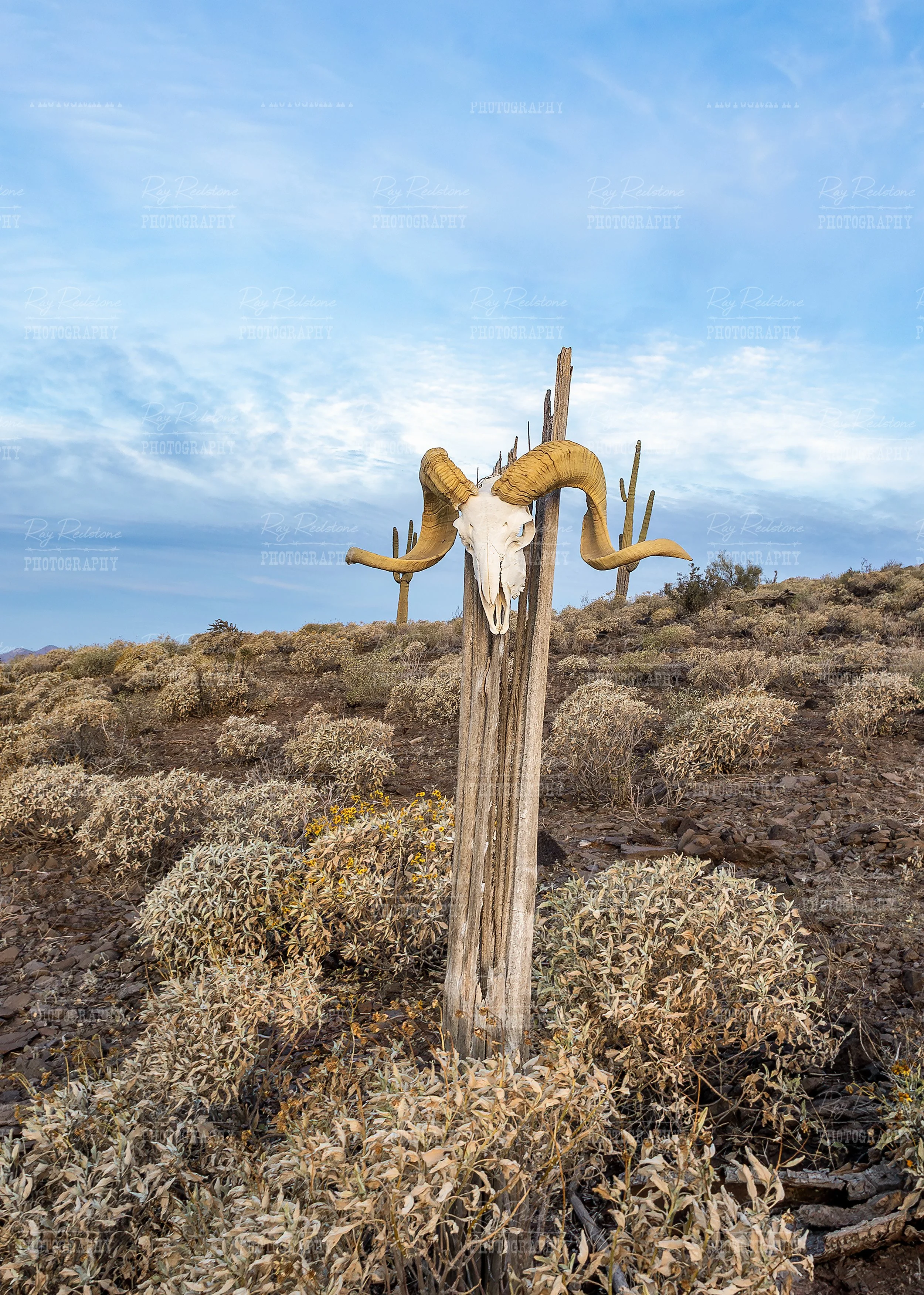 Desert Bighorn Sheep Skull High In The Arizona Desert