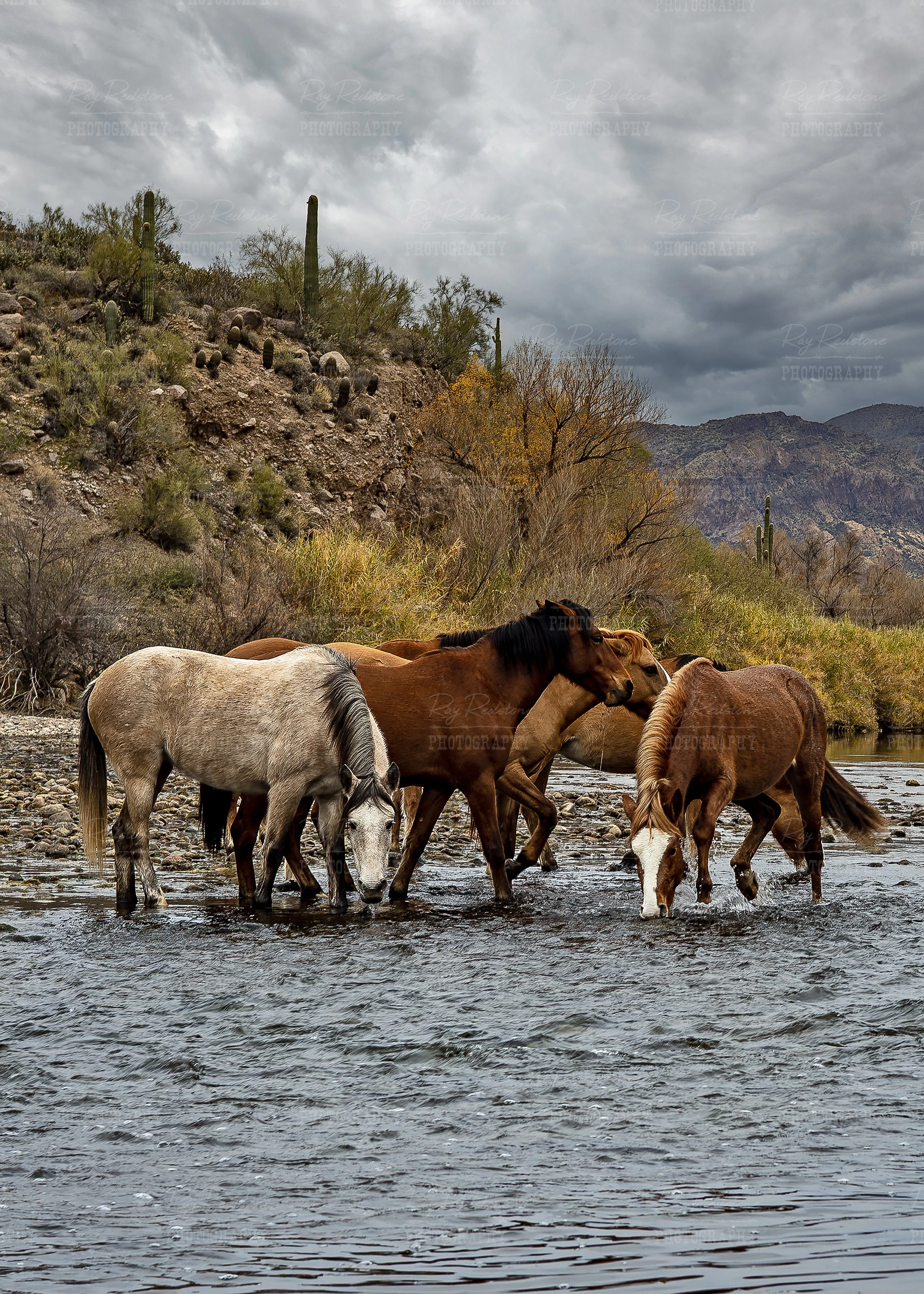 Vertical View Wild Horses On Salt River Fall Time