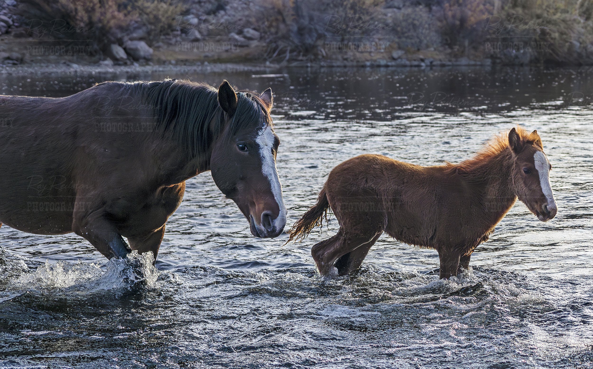 Close Up View Of Mare and Foal On Salt River in Arizona