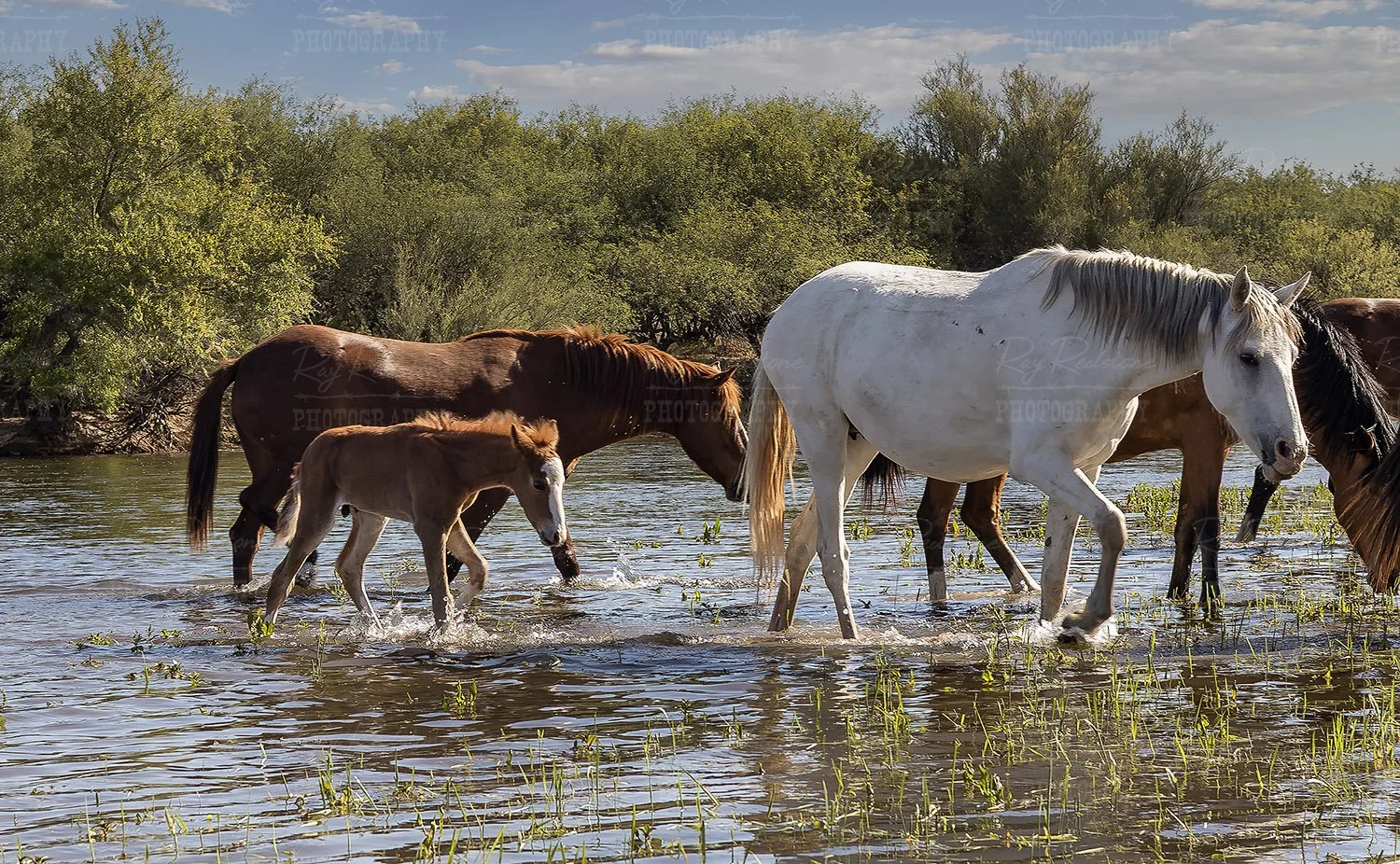 New Salt River Foal April 2026 