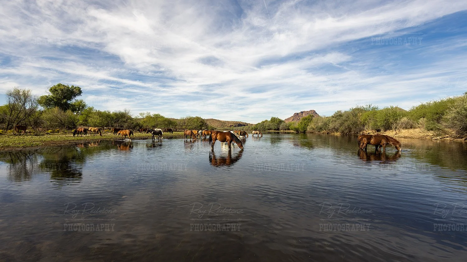 Wide ratio view of horses in river..