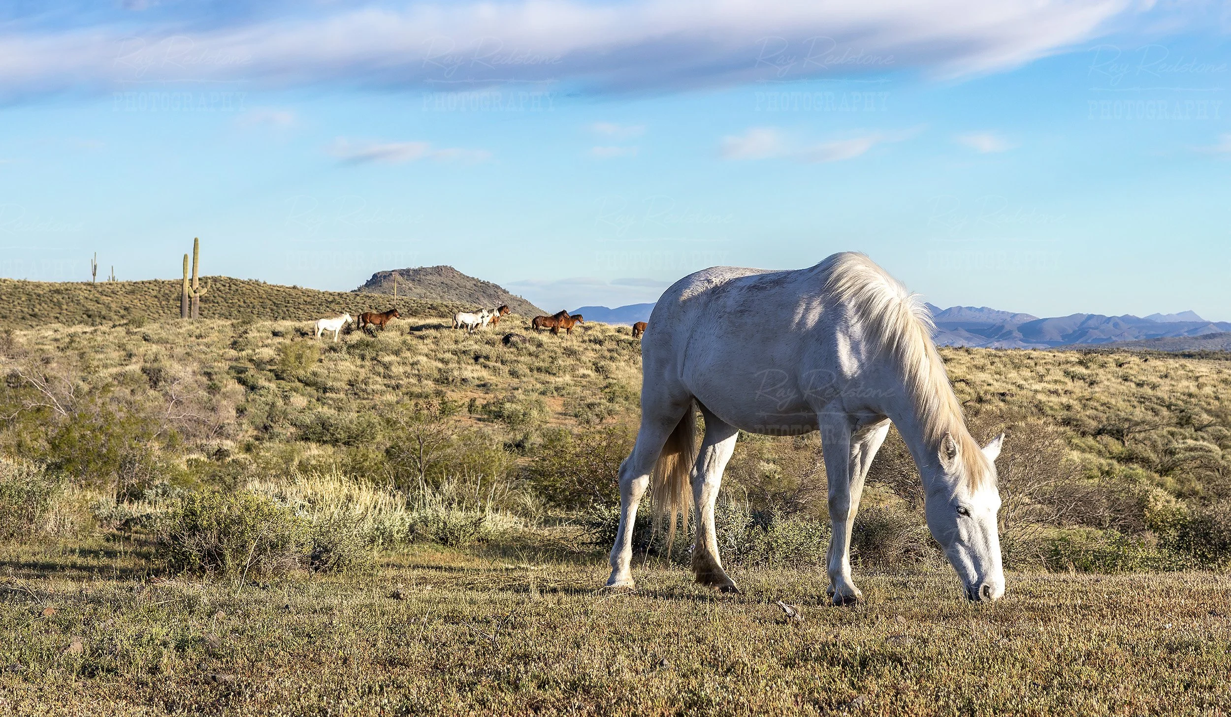 White Wild Horse Grazing High In The Desert Hills Of Arizona