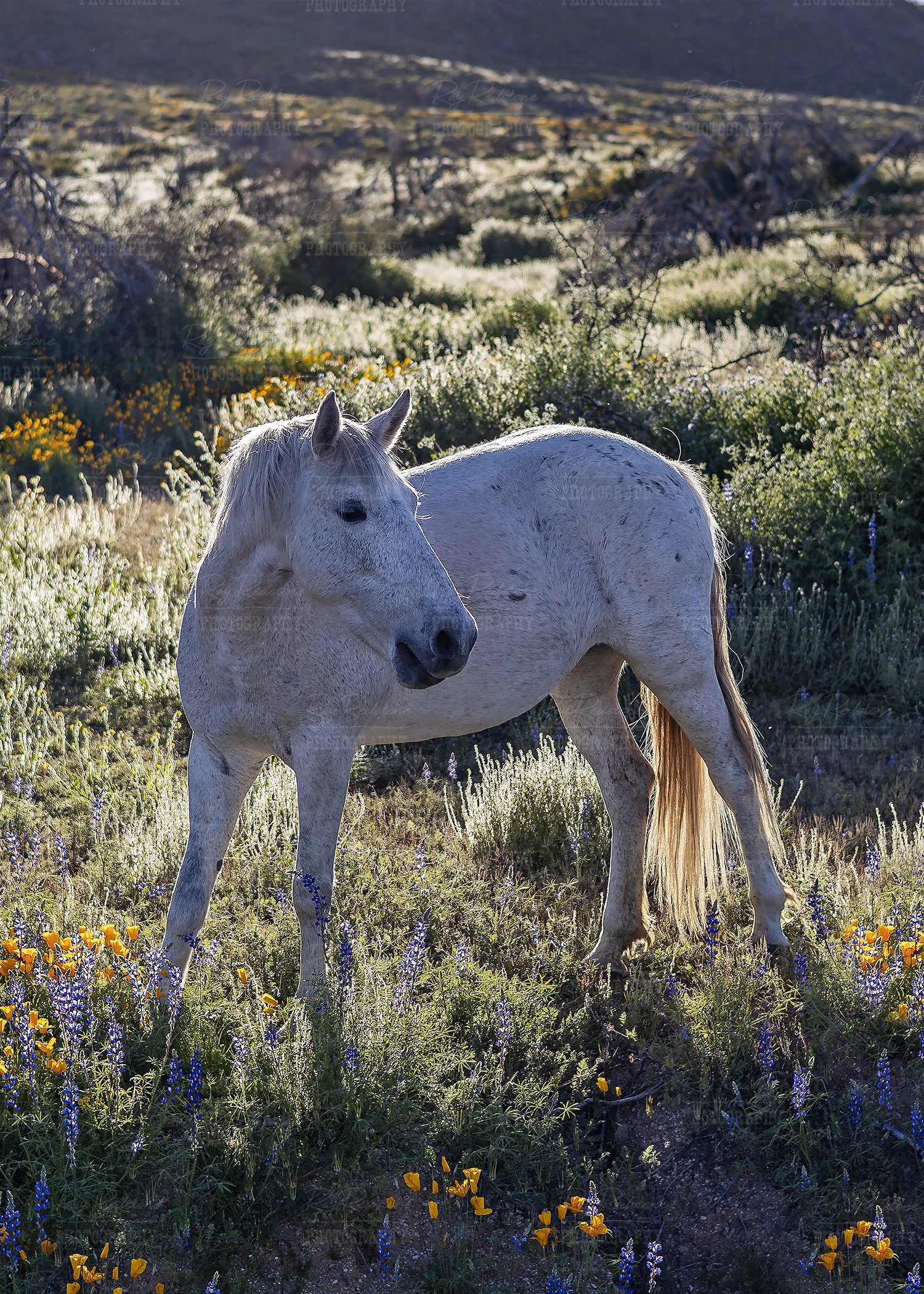 vert-horse-flowers2-0S8A0409-1500wm.jpg