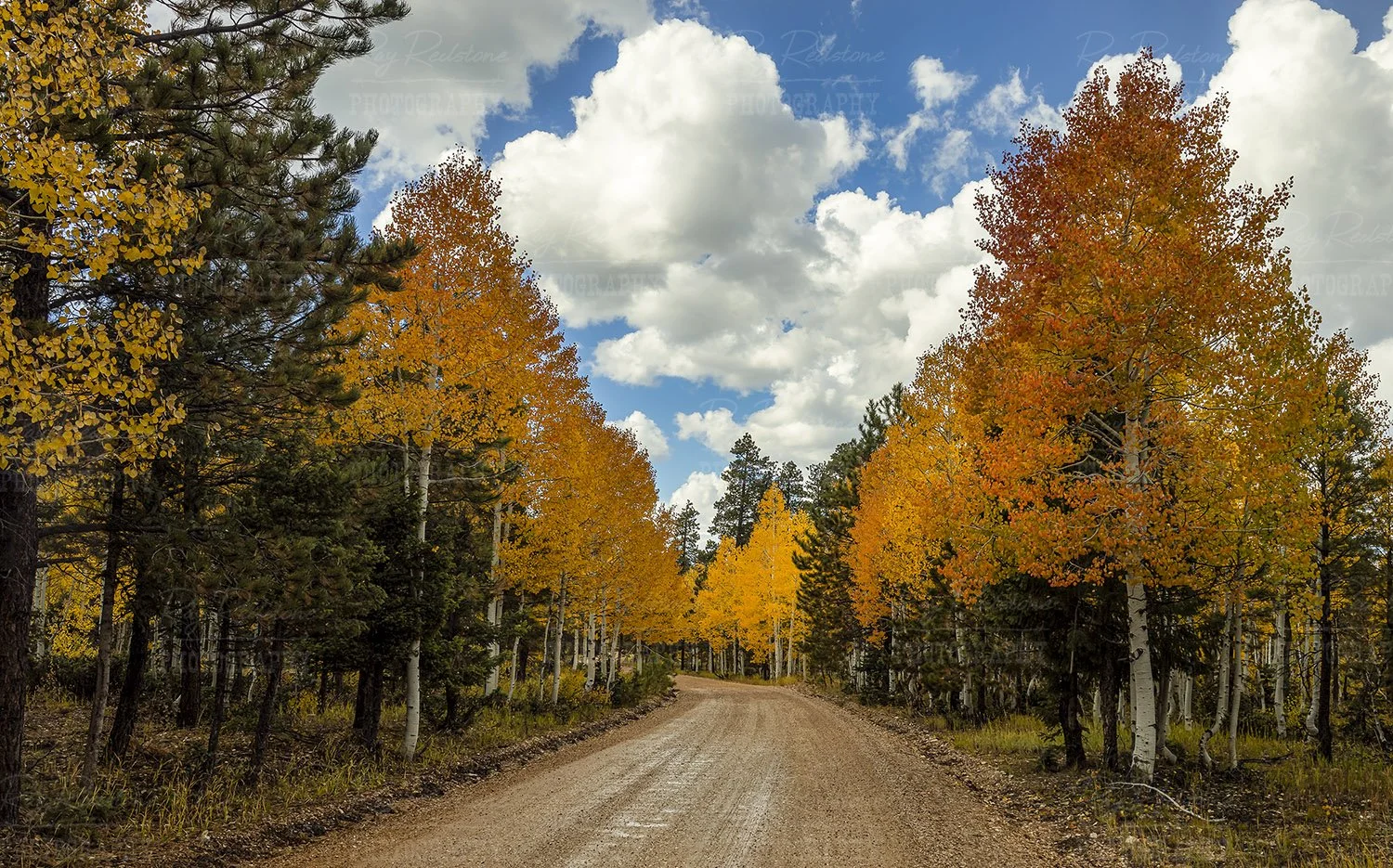Fall Colors Near North Rim Grand Canyon 
