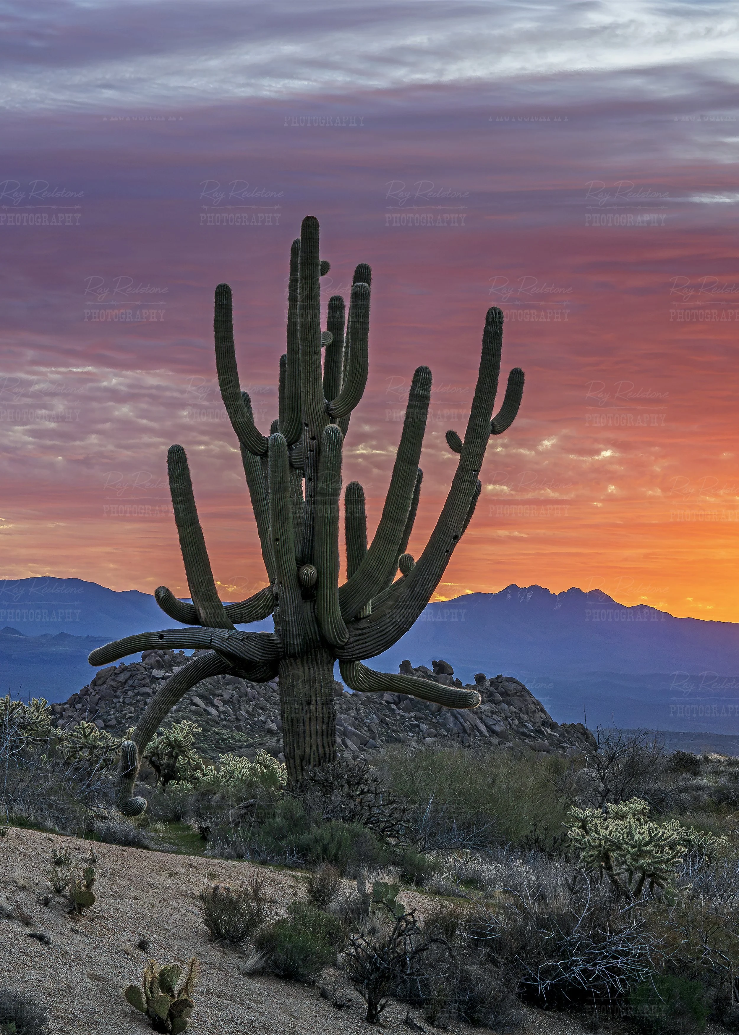 Vertical View Of Old Saguaro Cactus At Sunrise Time
