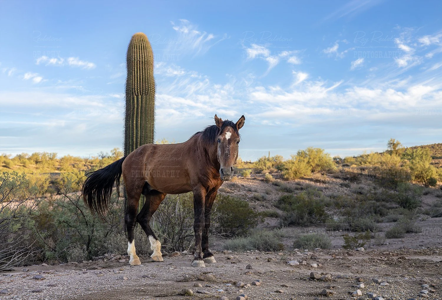 Older Stallion named Diego