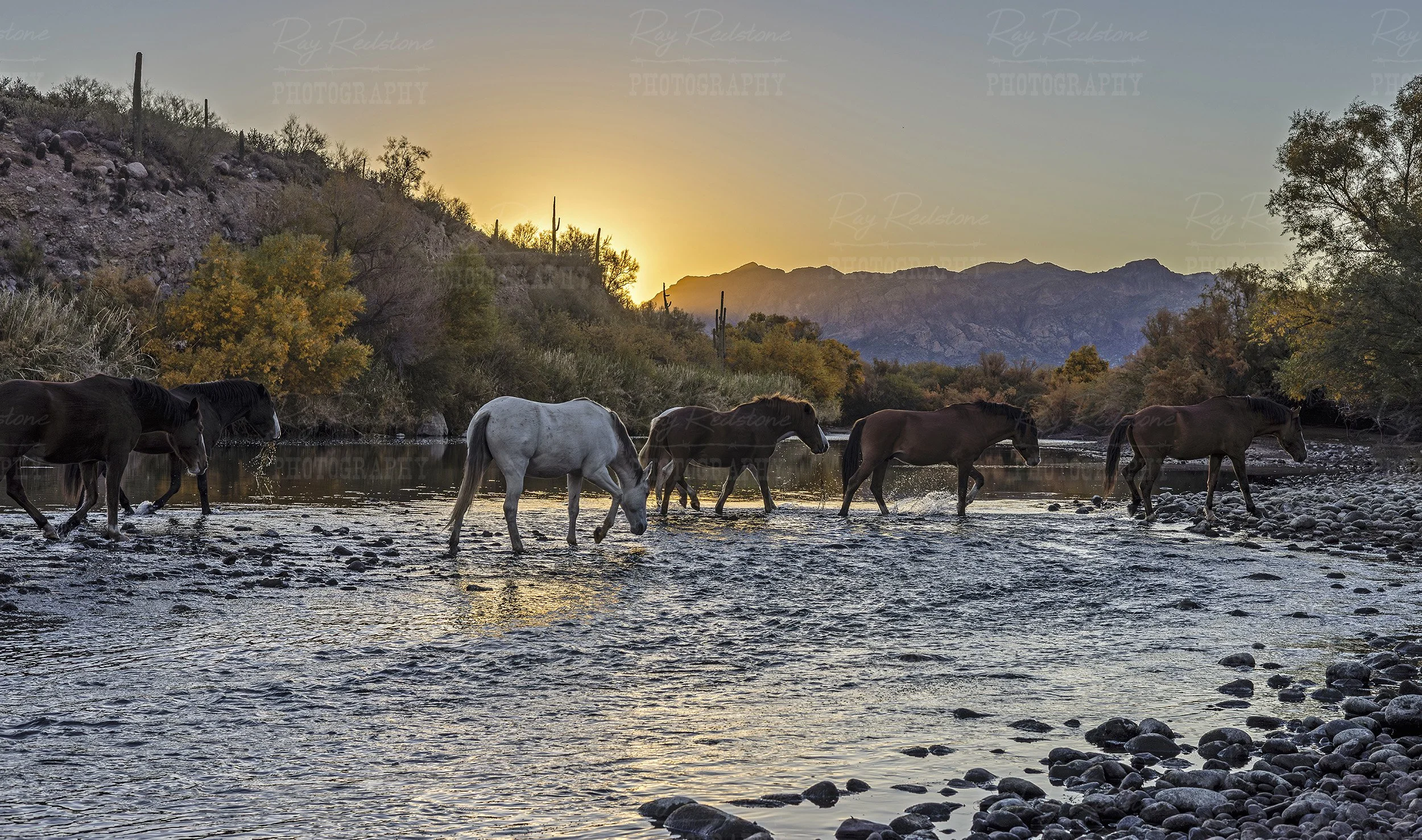 Wild Horses Crossing Salt River At Sunrise Time