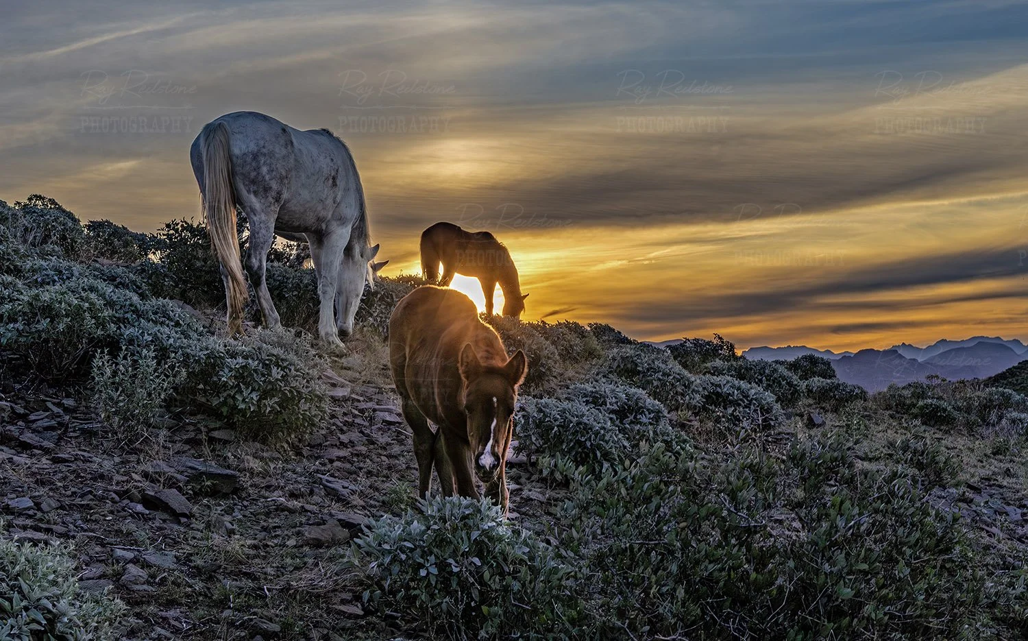 Salt River Foal, Moonfire