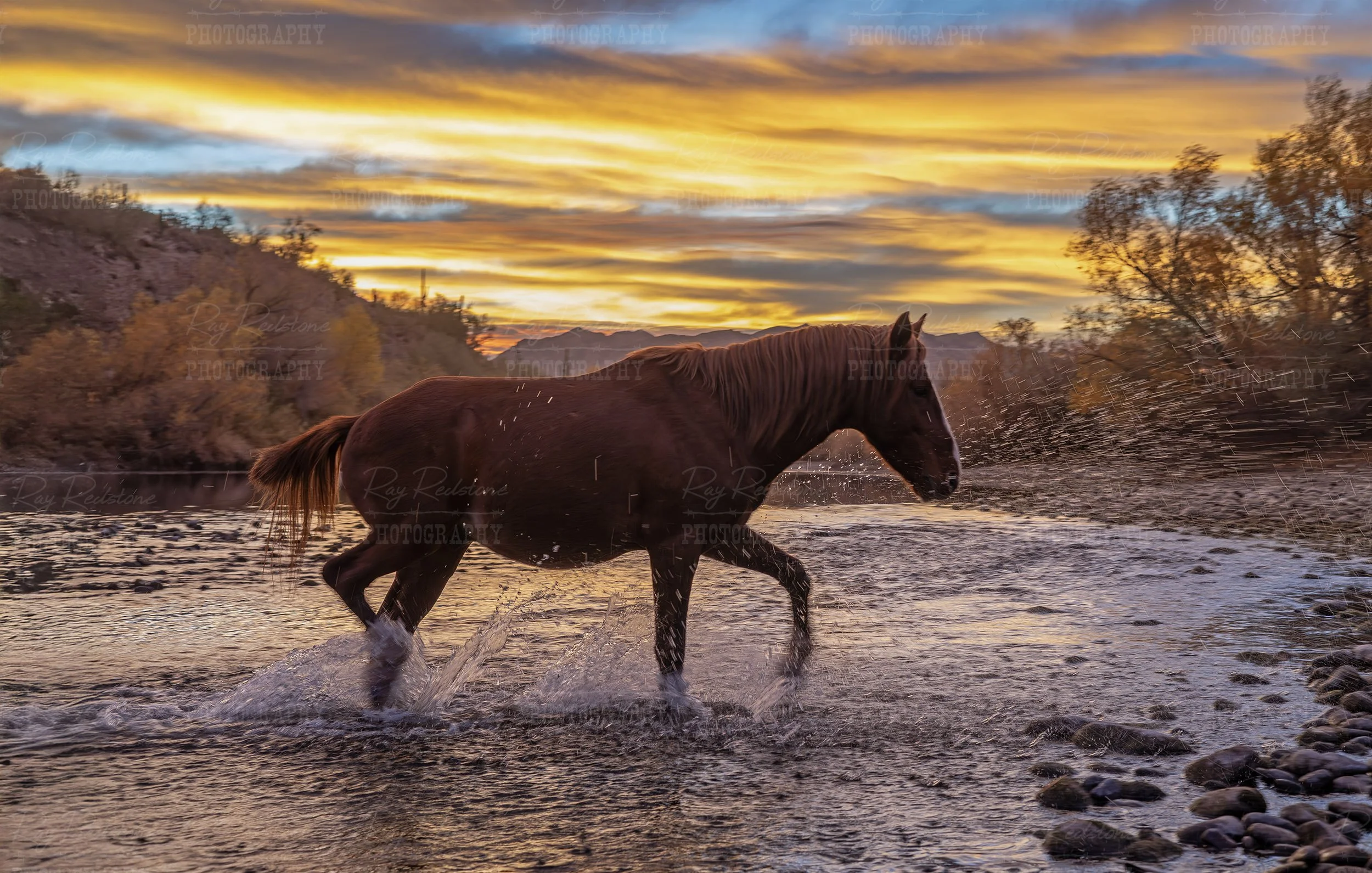 Salt River Wild Horse Makes Late Fall Sunrise Crossing