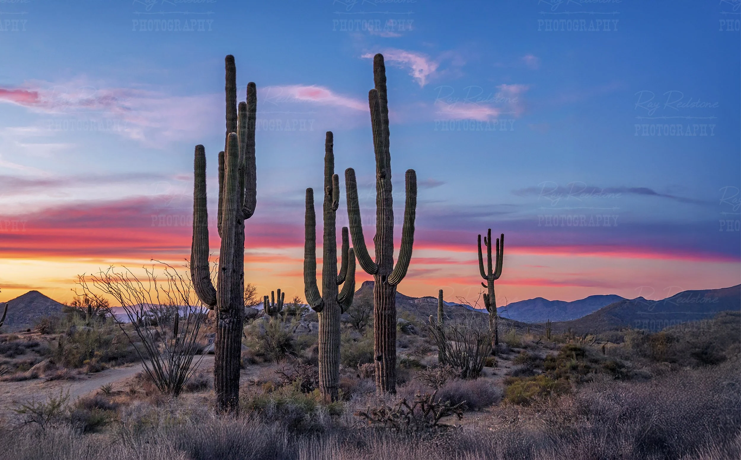 cactus-group-sunset-6500px-IMG_3012-2500wm.jpg