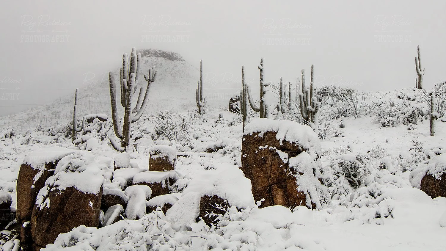 Snow covered Sonoran desert 