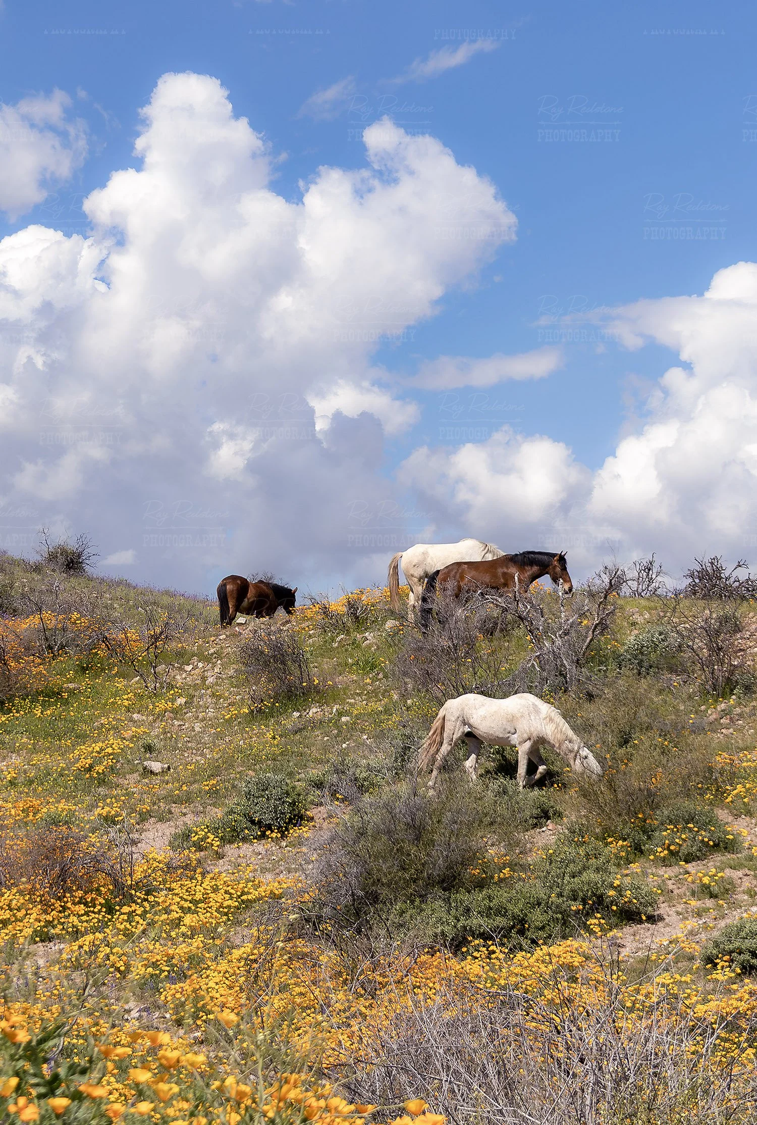 Vertical View Horses Grazing...
