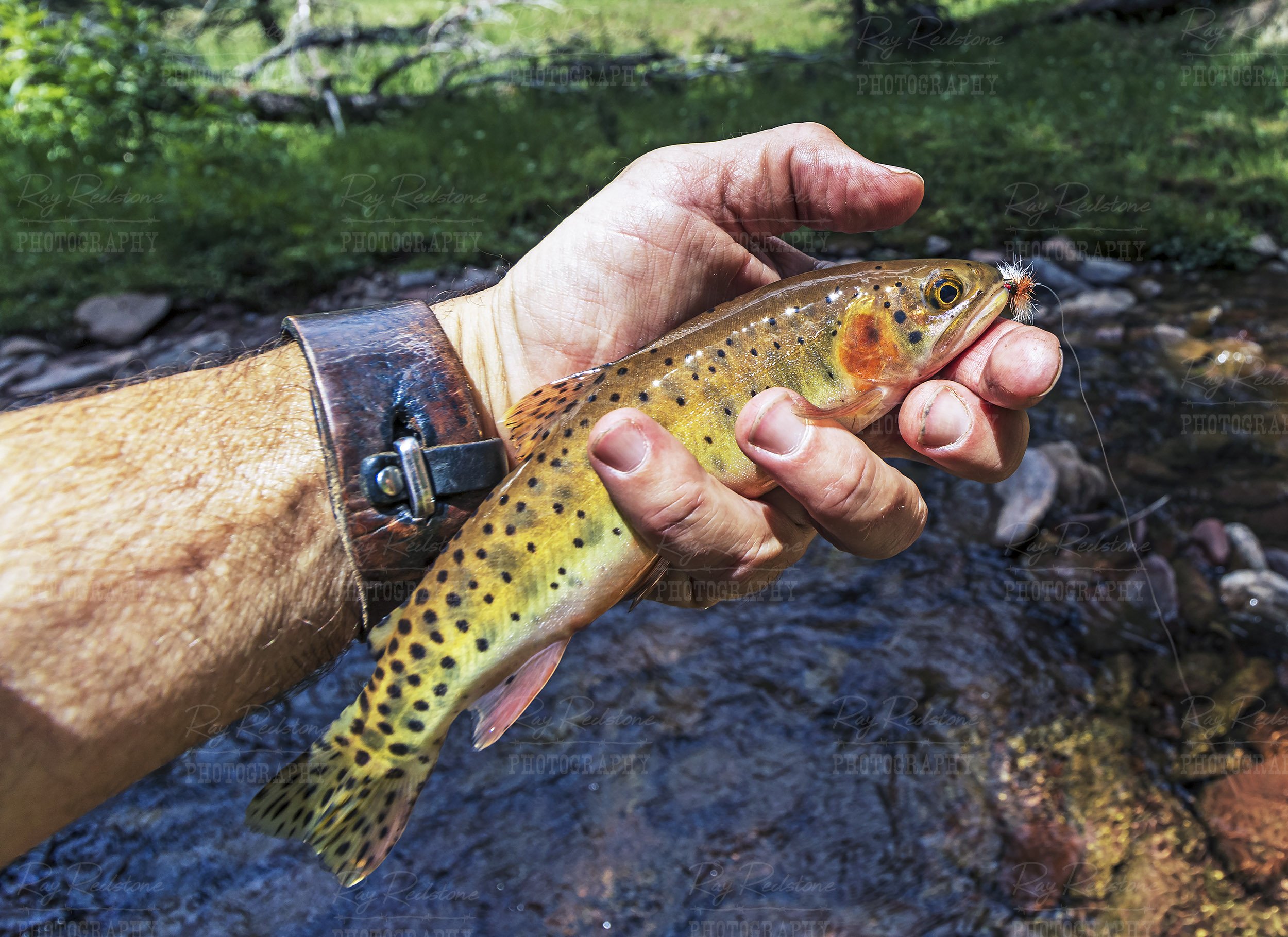 Colorful Cutthroat Trout