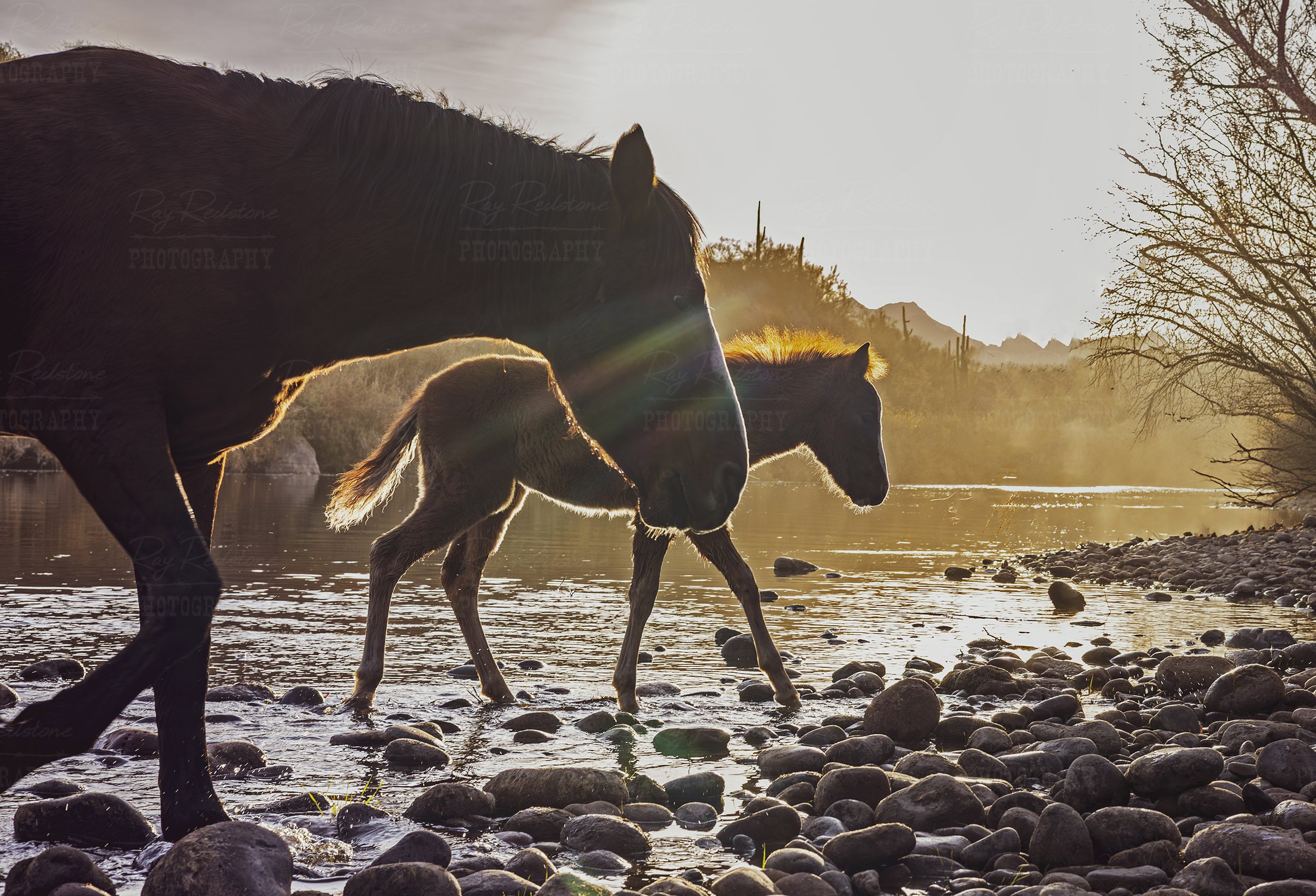 Filly Foal And Her Dad Crossing Salt River