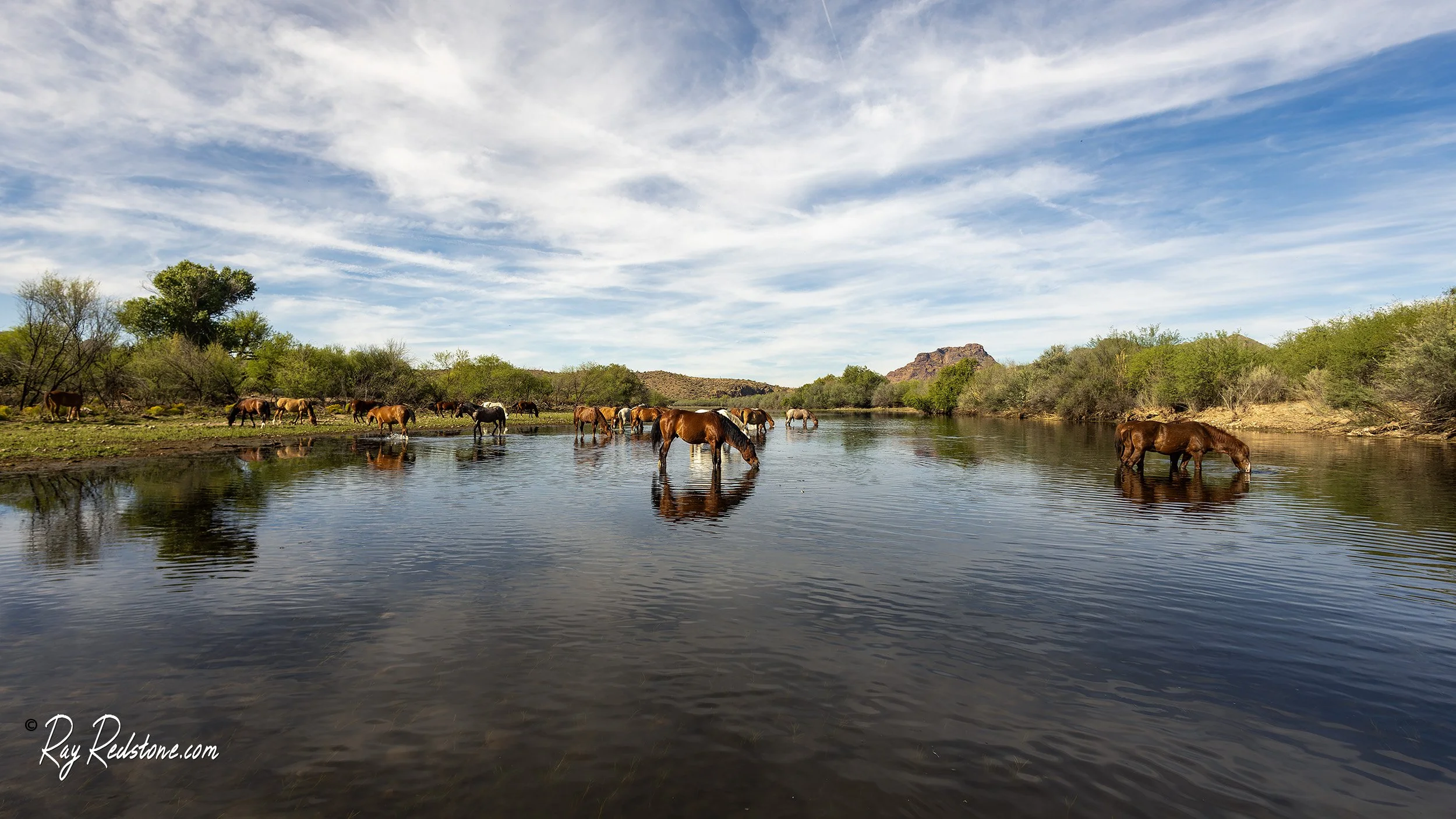 Wild horses drinking and feeding on the Salt river in Arizona