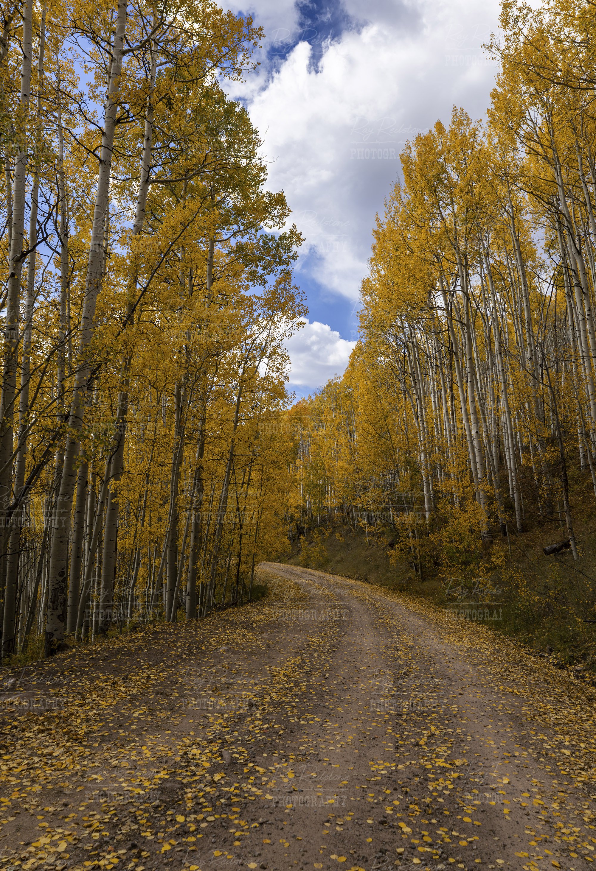 Vertical Image Of Aspen Lined Road In Colorado Fall Time
