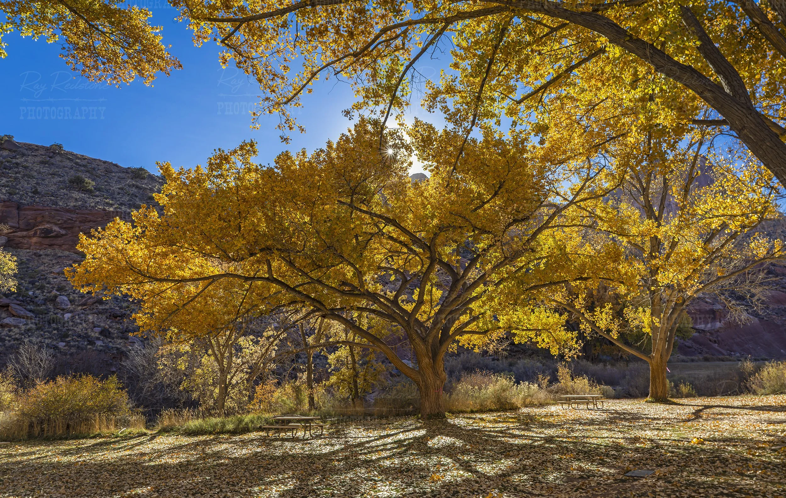 Beautiful Picnic Area In Capitol Reef National Park