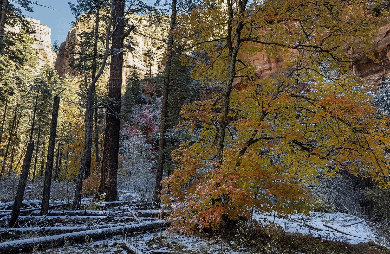 Autumn Oak Creek Canyon