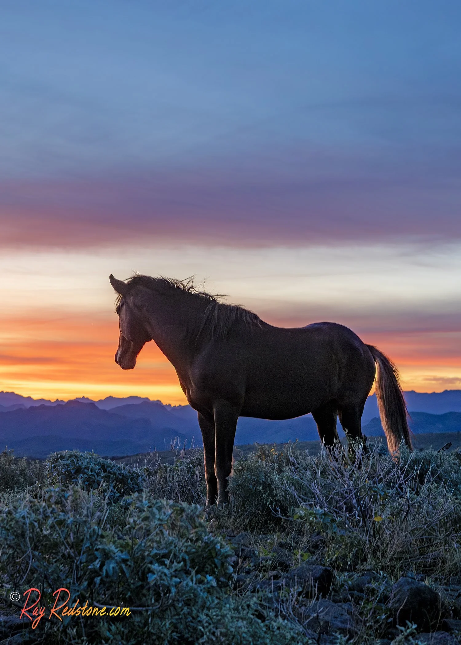 Wild Horse At Sunrise In Desert Hills Of Arizona