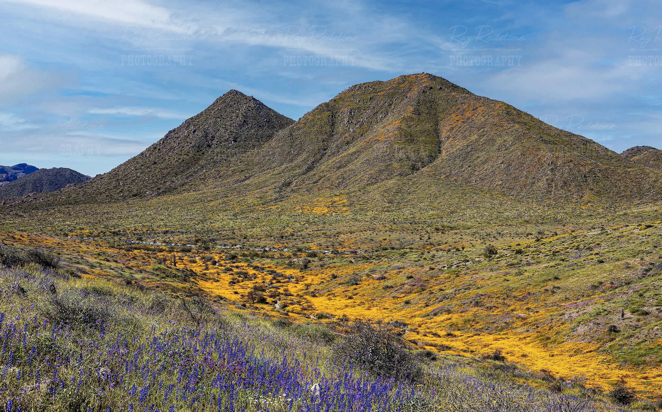 Arizona Valley Filled With Wildflowers Super Bloom 2023