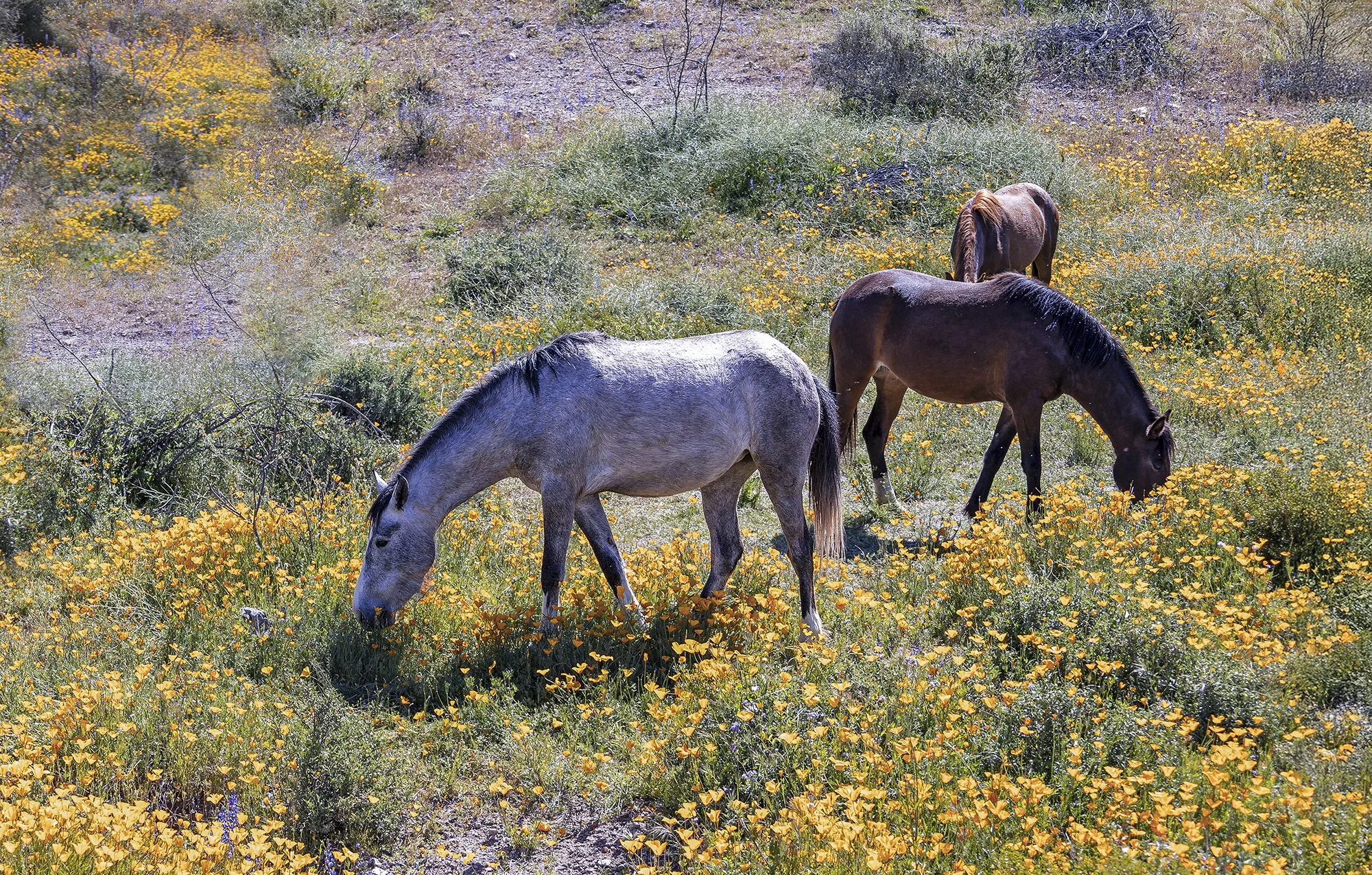 Mustangs Grazing In Field Of Wildflowers In Arizona Super Bloom 2023