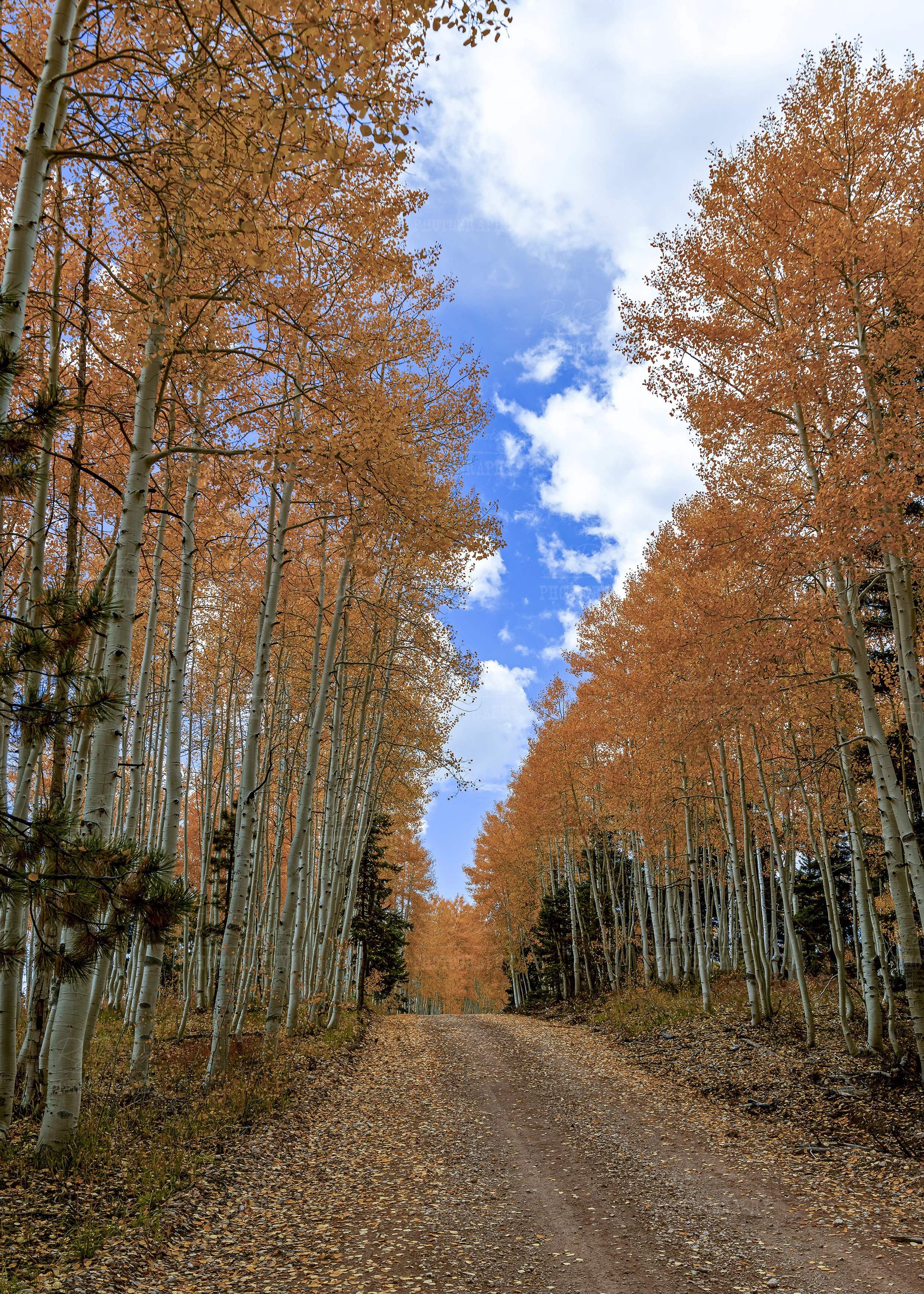 Vertical Ratio View Stunning Aspen Lined Road North Rim Grand Canyon