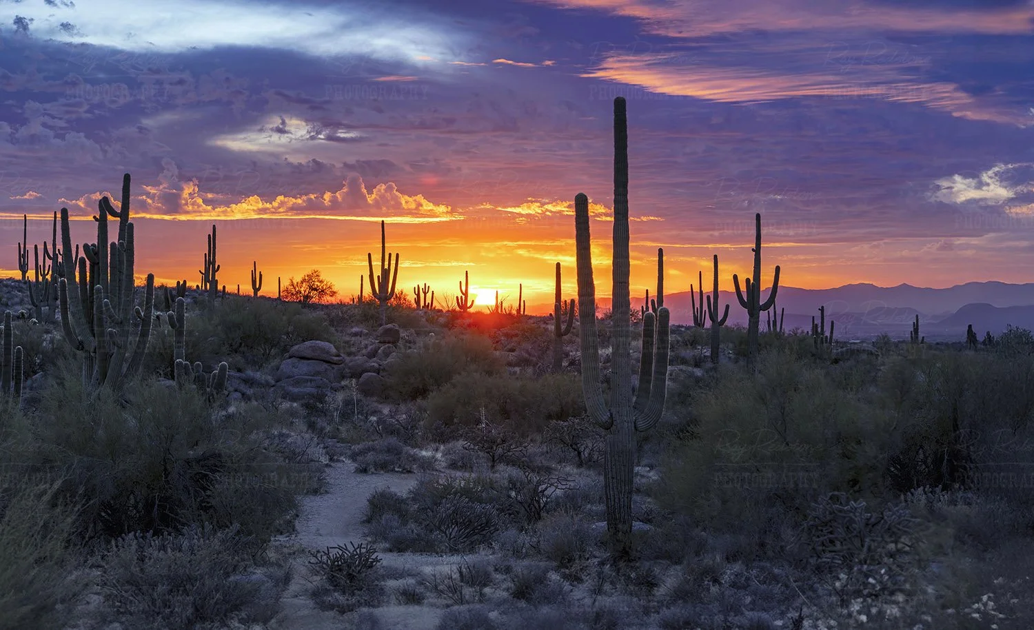 Panoramic desert sunset landscape