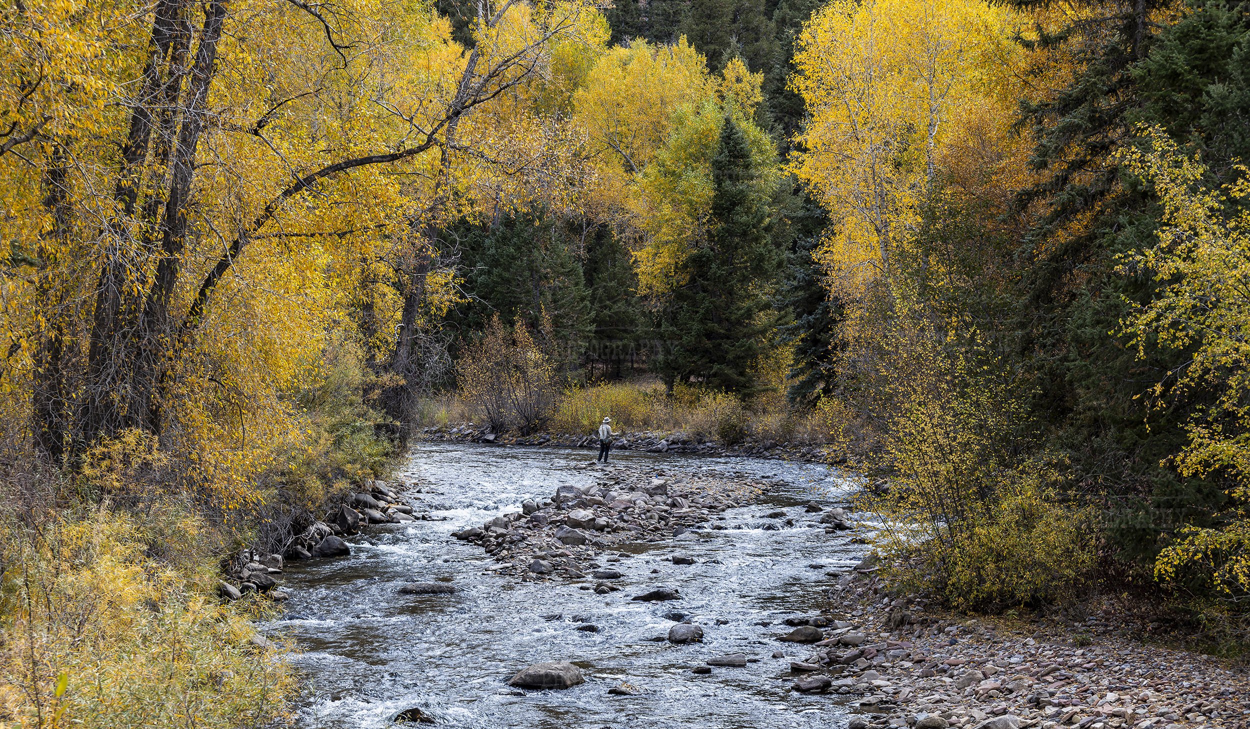 Man Fly Fishing On San Miguel River In Colorado Fall 2024