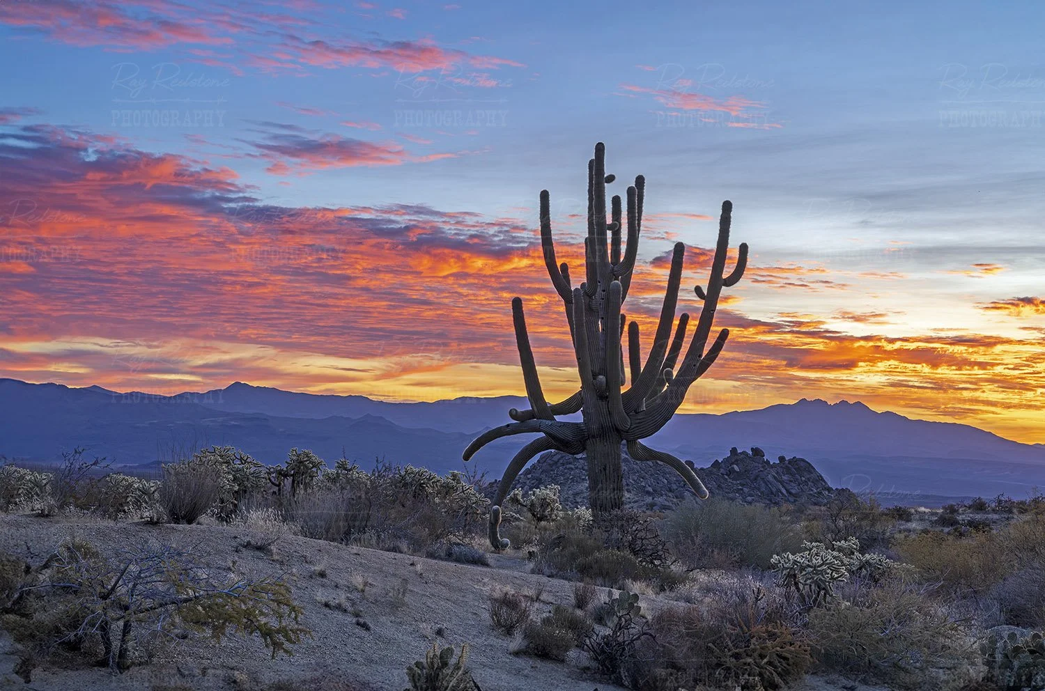 Old Growth Cacti