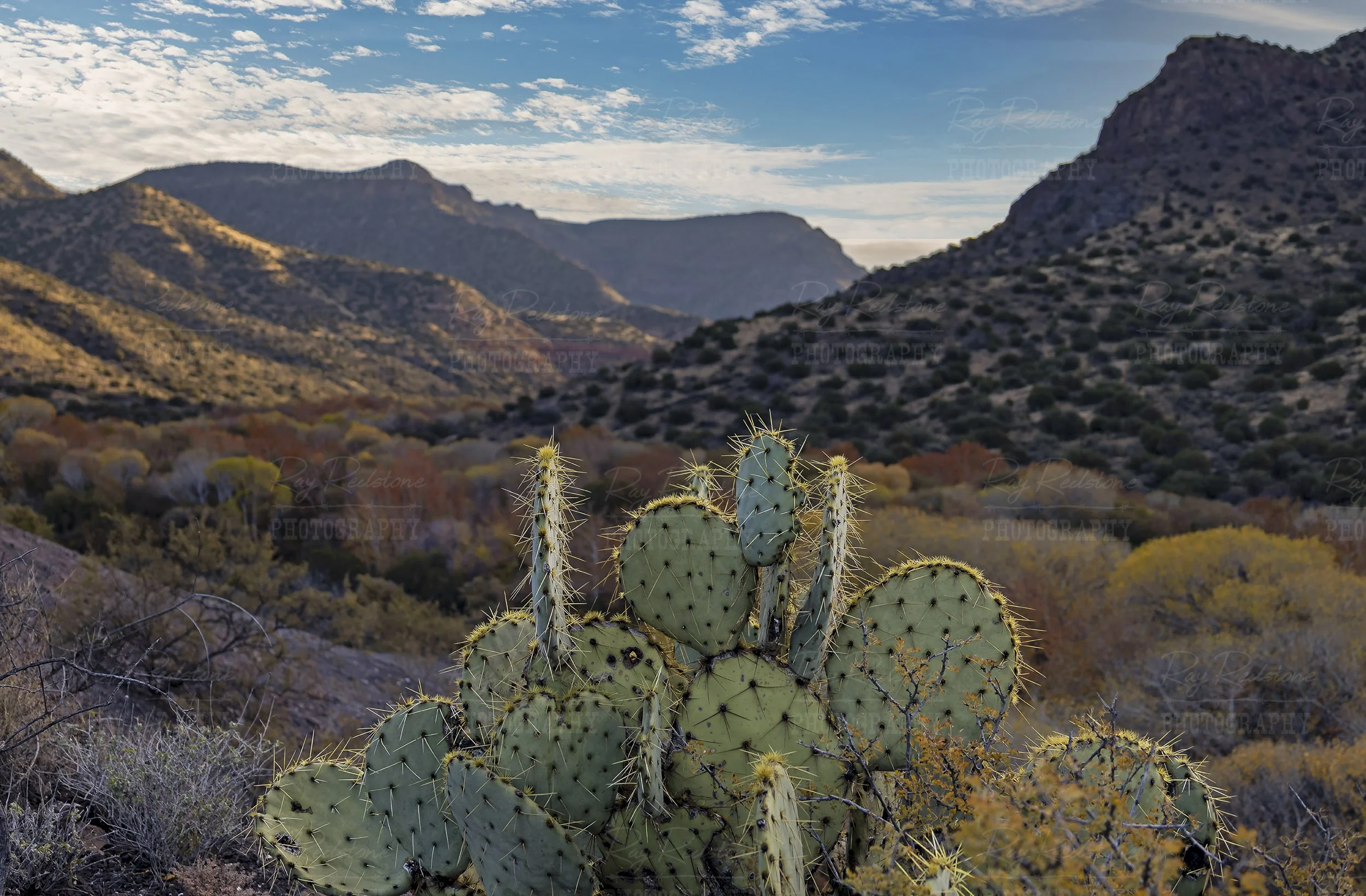 Cactus With Fall Background Arizona