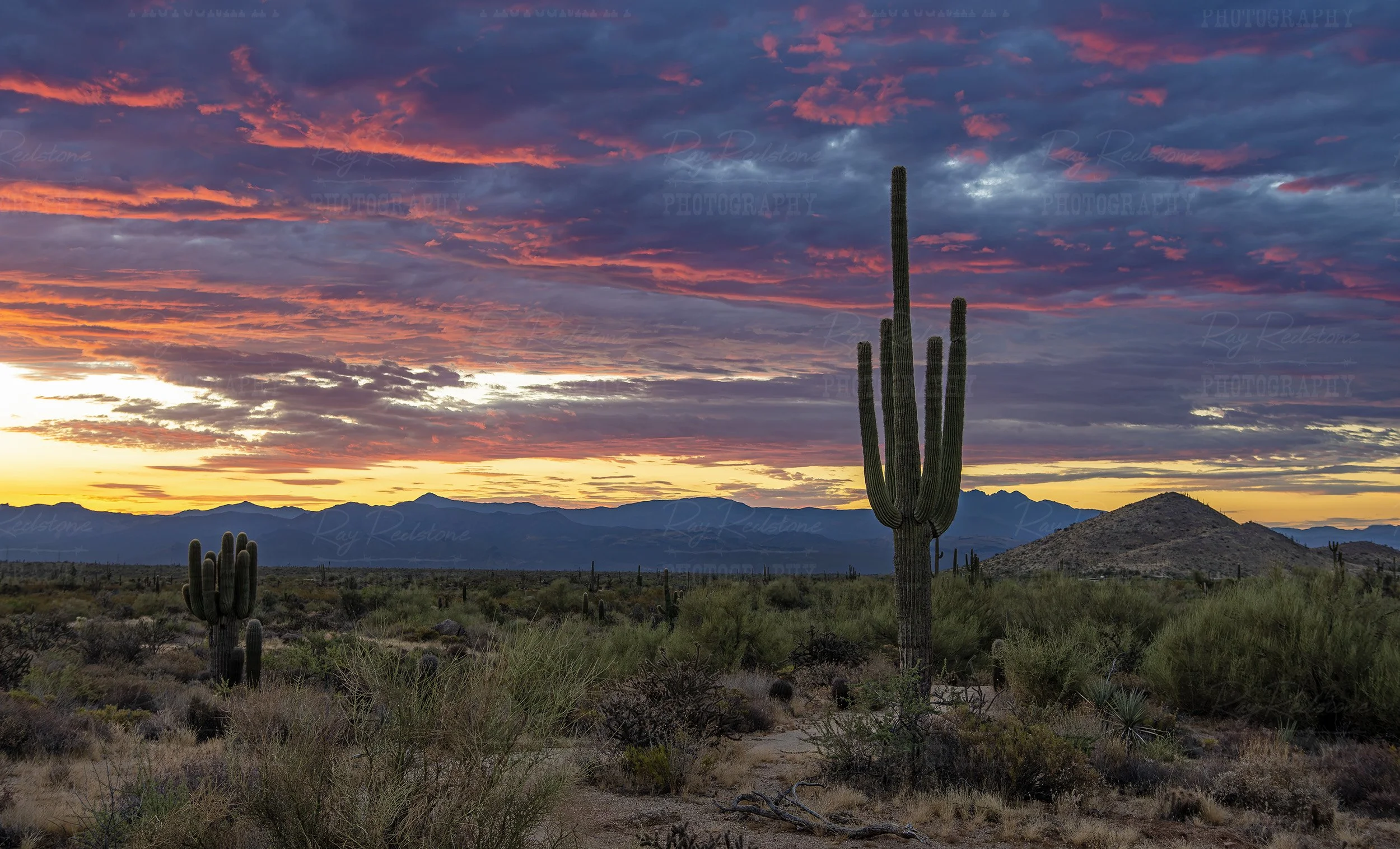 Lone Cactus At Sunrise Time