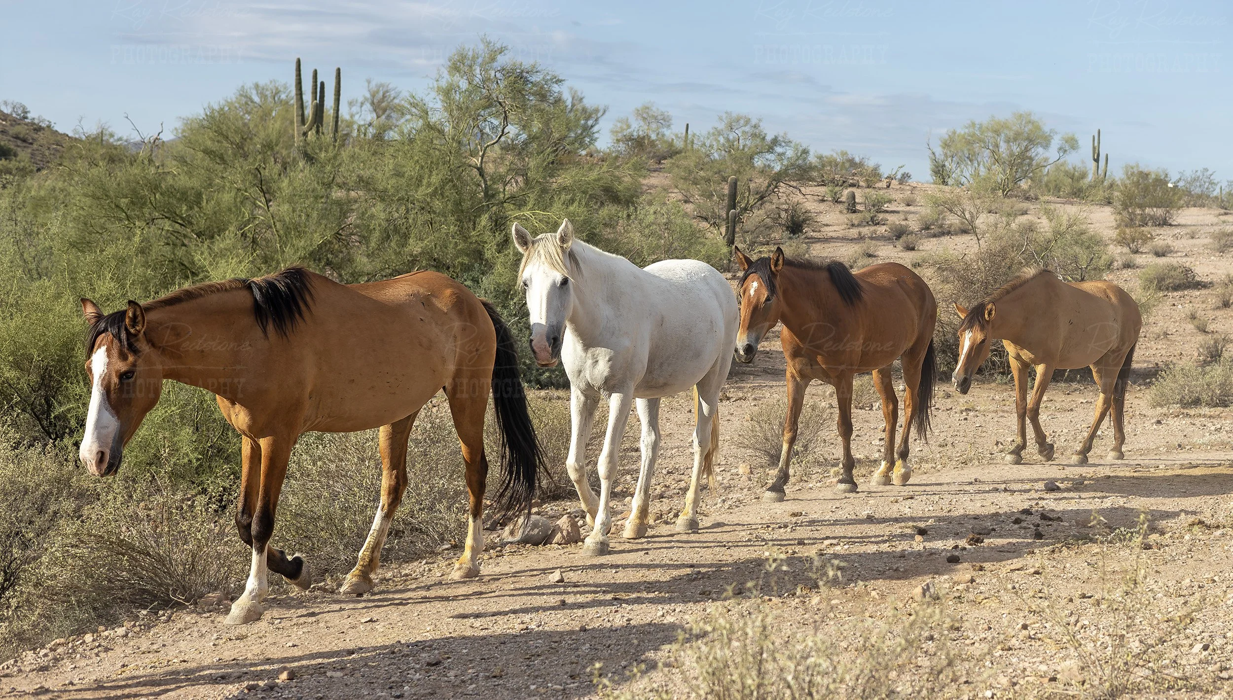 Band Of Wild Horses On Hot Dusty Trail In Arizona