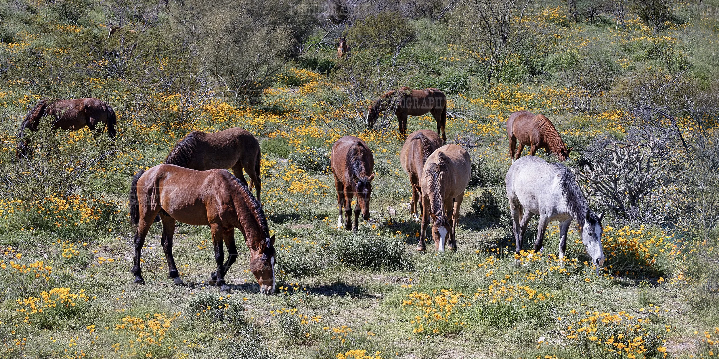 Panoramic View Band Of Wild Horses Grazing Among Desert Wildflowers