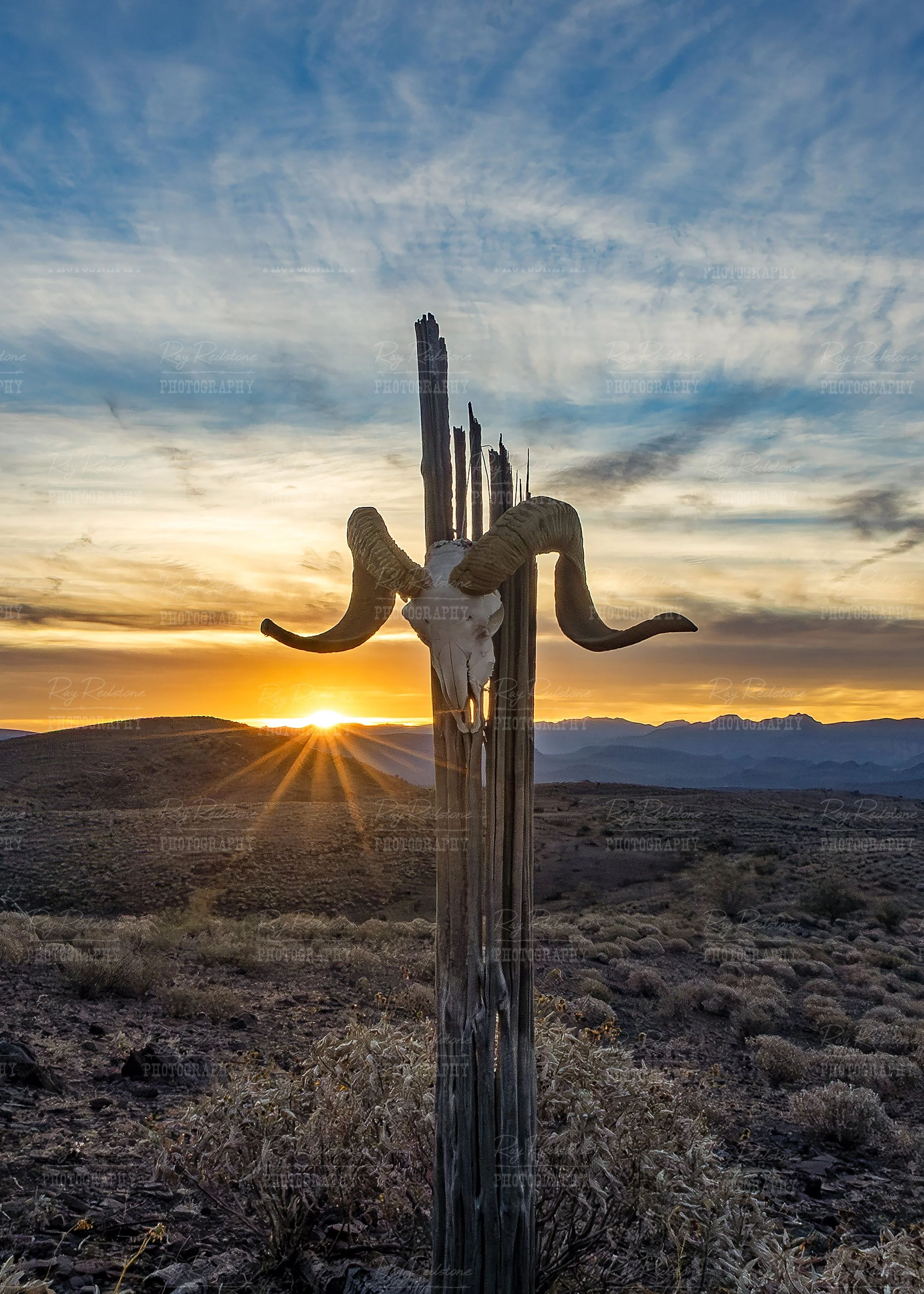 Desert Big Horn Ram Skull At Sunrise Arizona