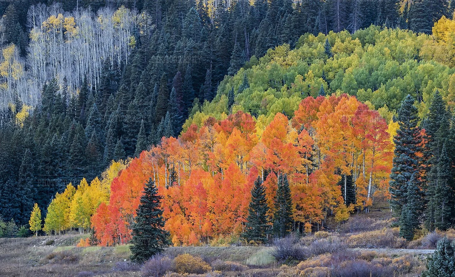 Vibrant Colored Aspens