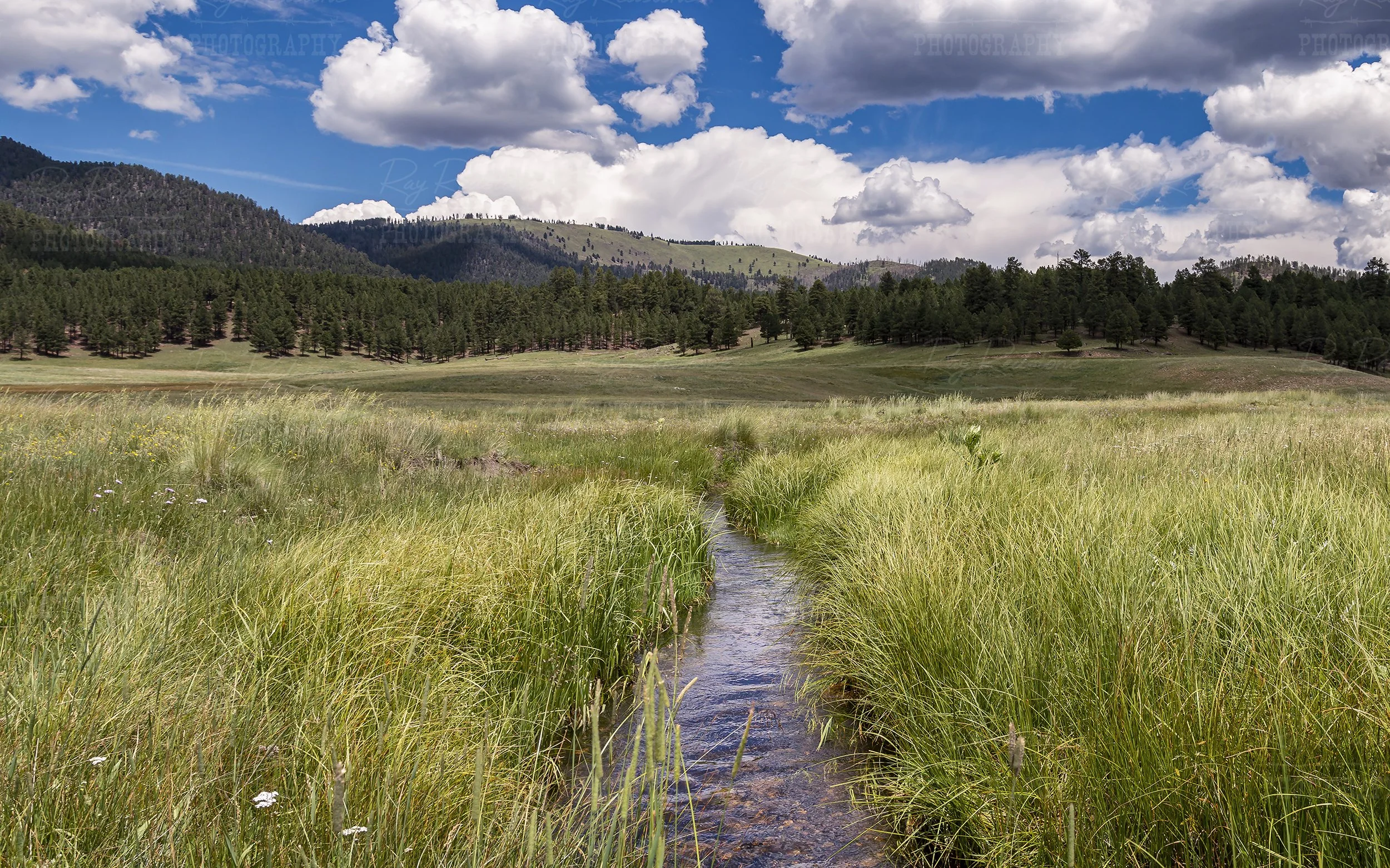 Creek In Valles Caldera Preserve NM