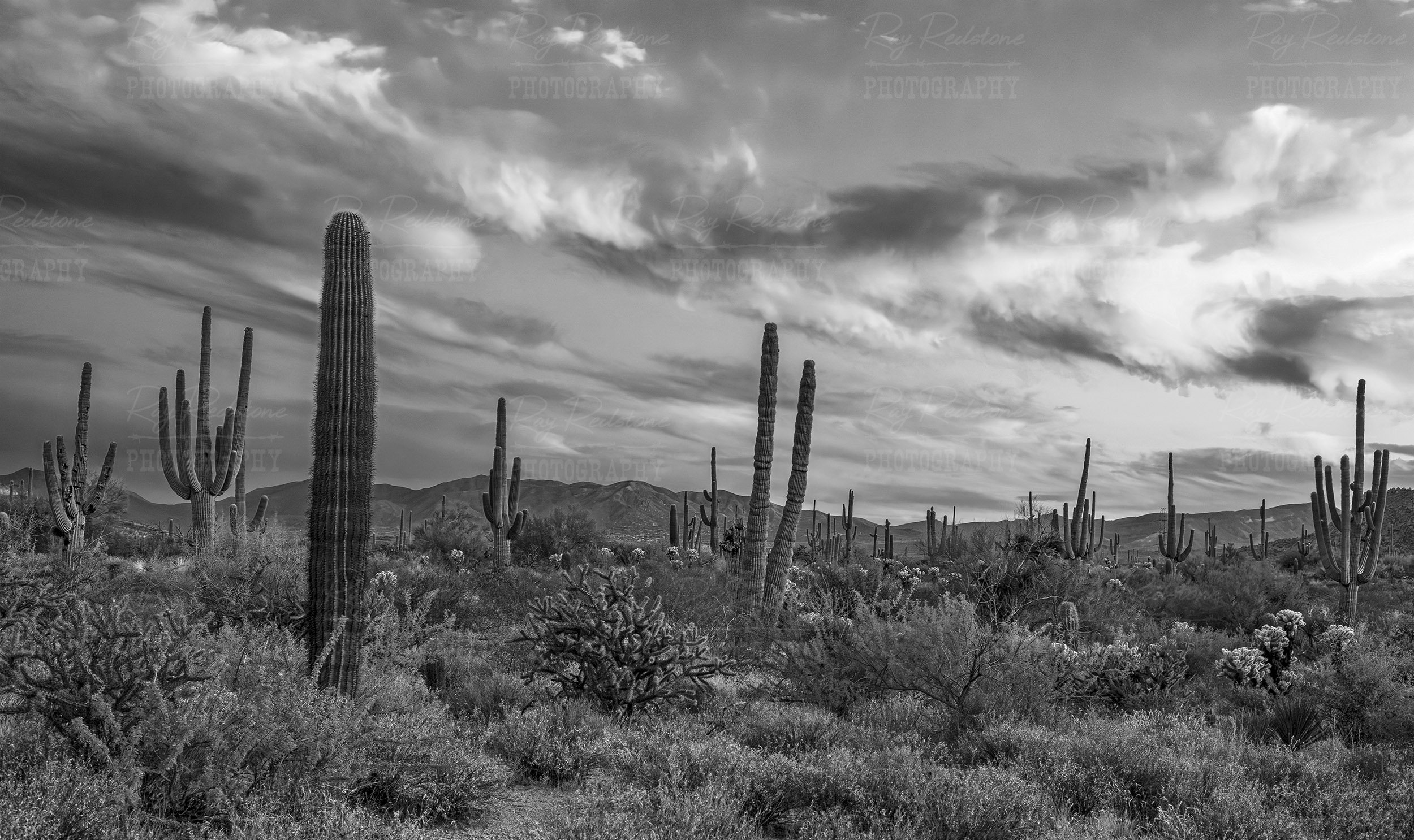 bw-desert-landscape-2500wm-0S8A5180-Enhanced-NR copy 2.jpg