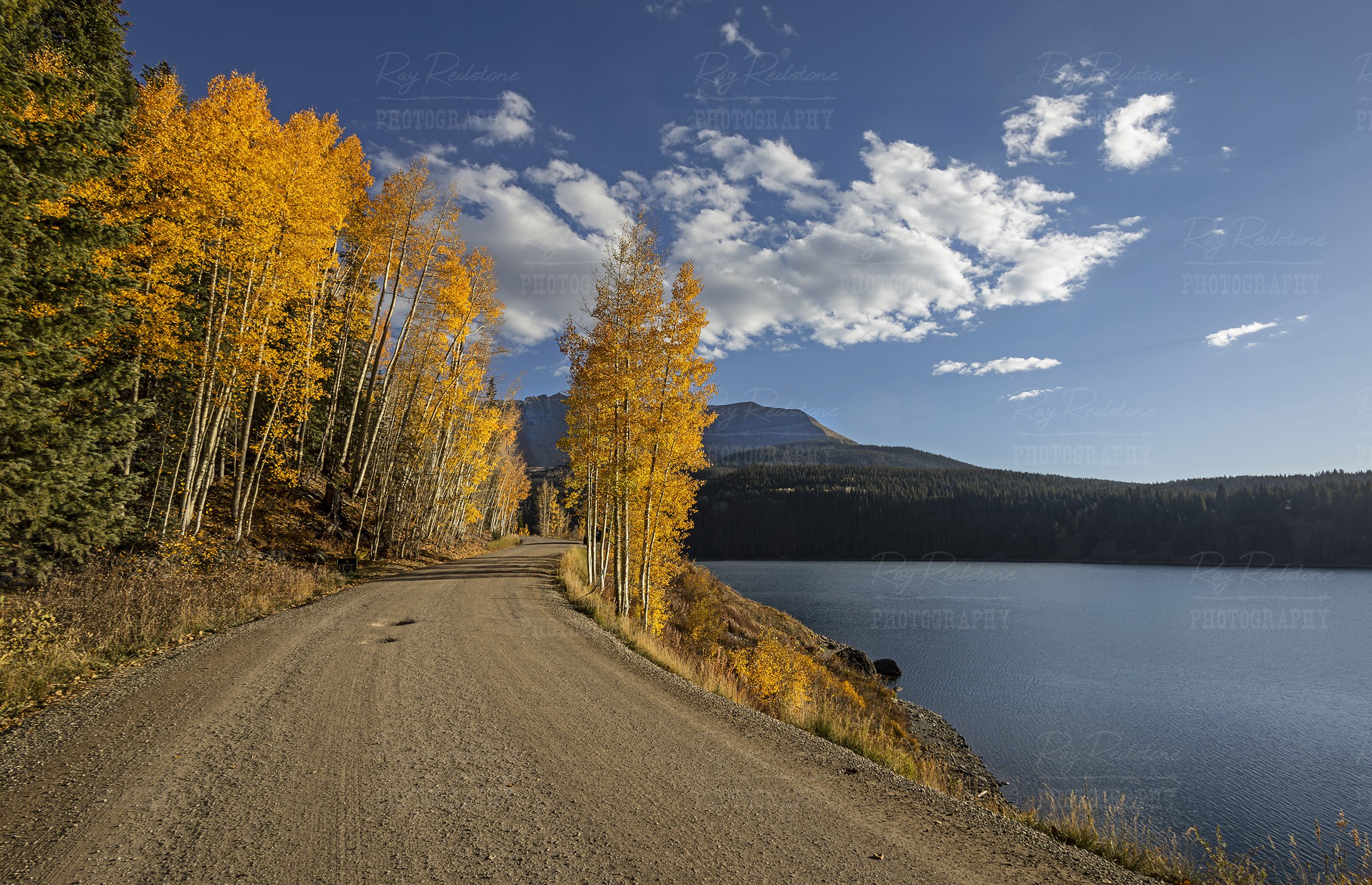Aspen lined forest road at Trout Lake near Telluride CO