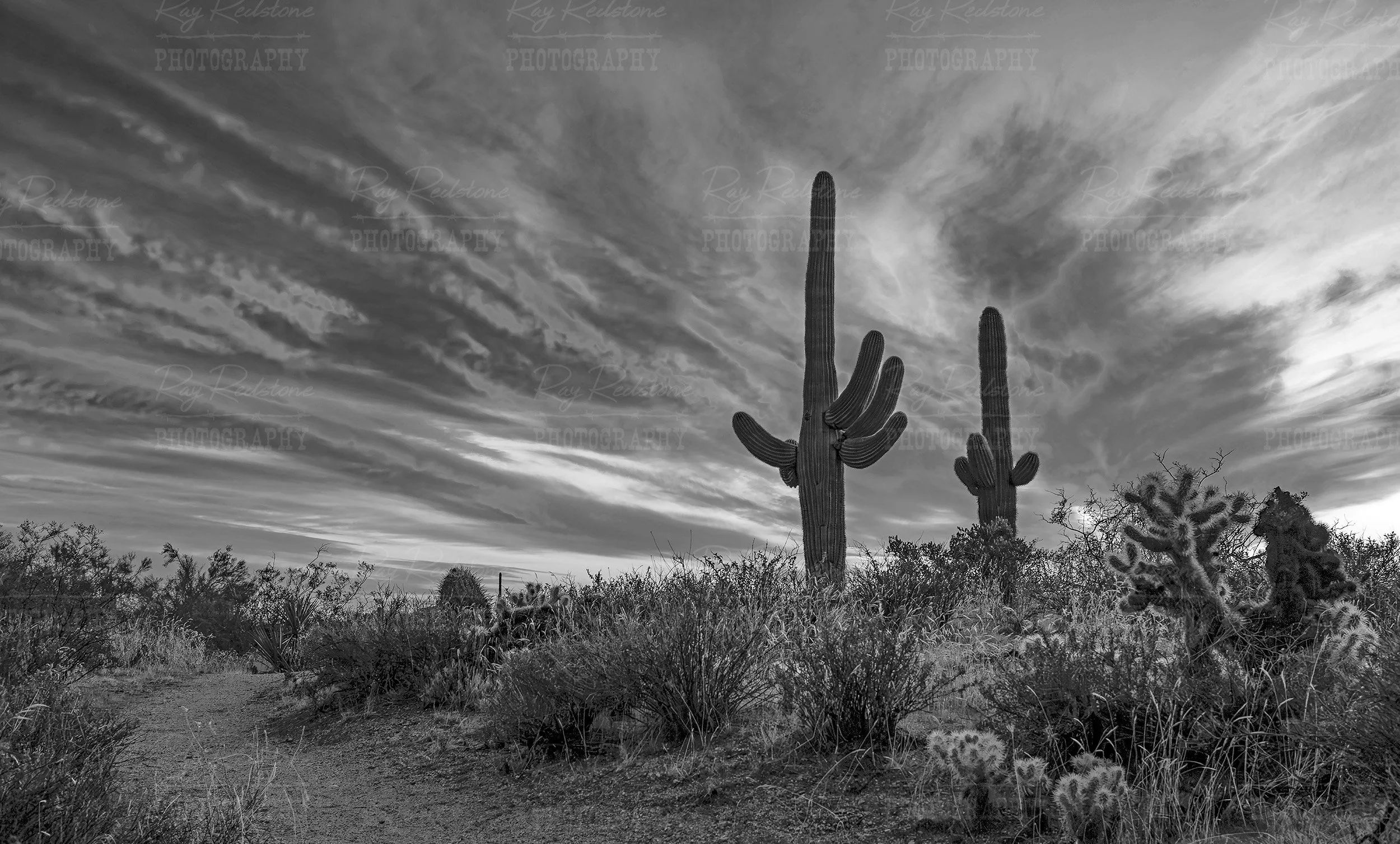 Black & White AZ Desert Sunset With Cactus