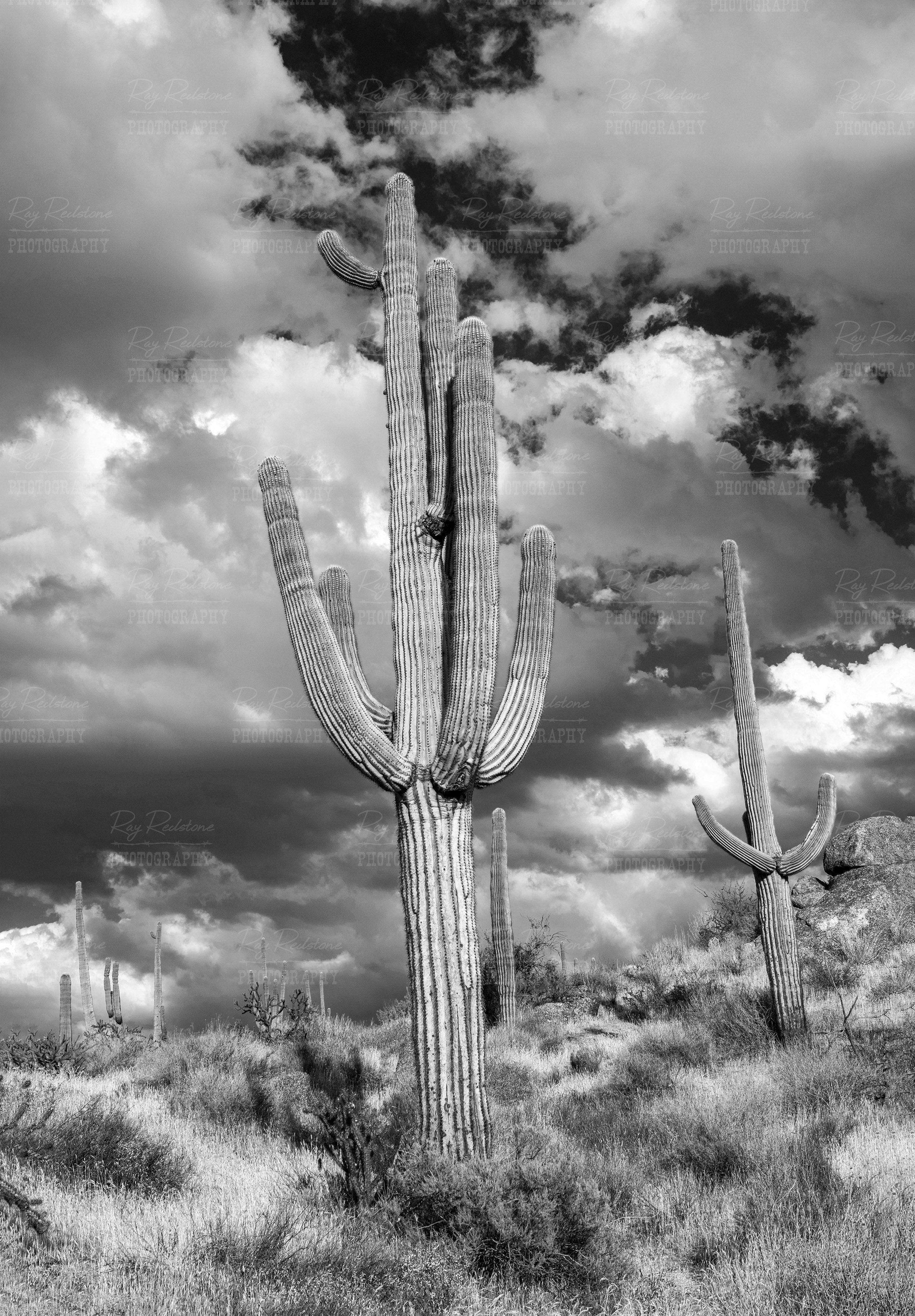 Black & White Photo Of Saguaro Cactus Arizona