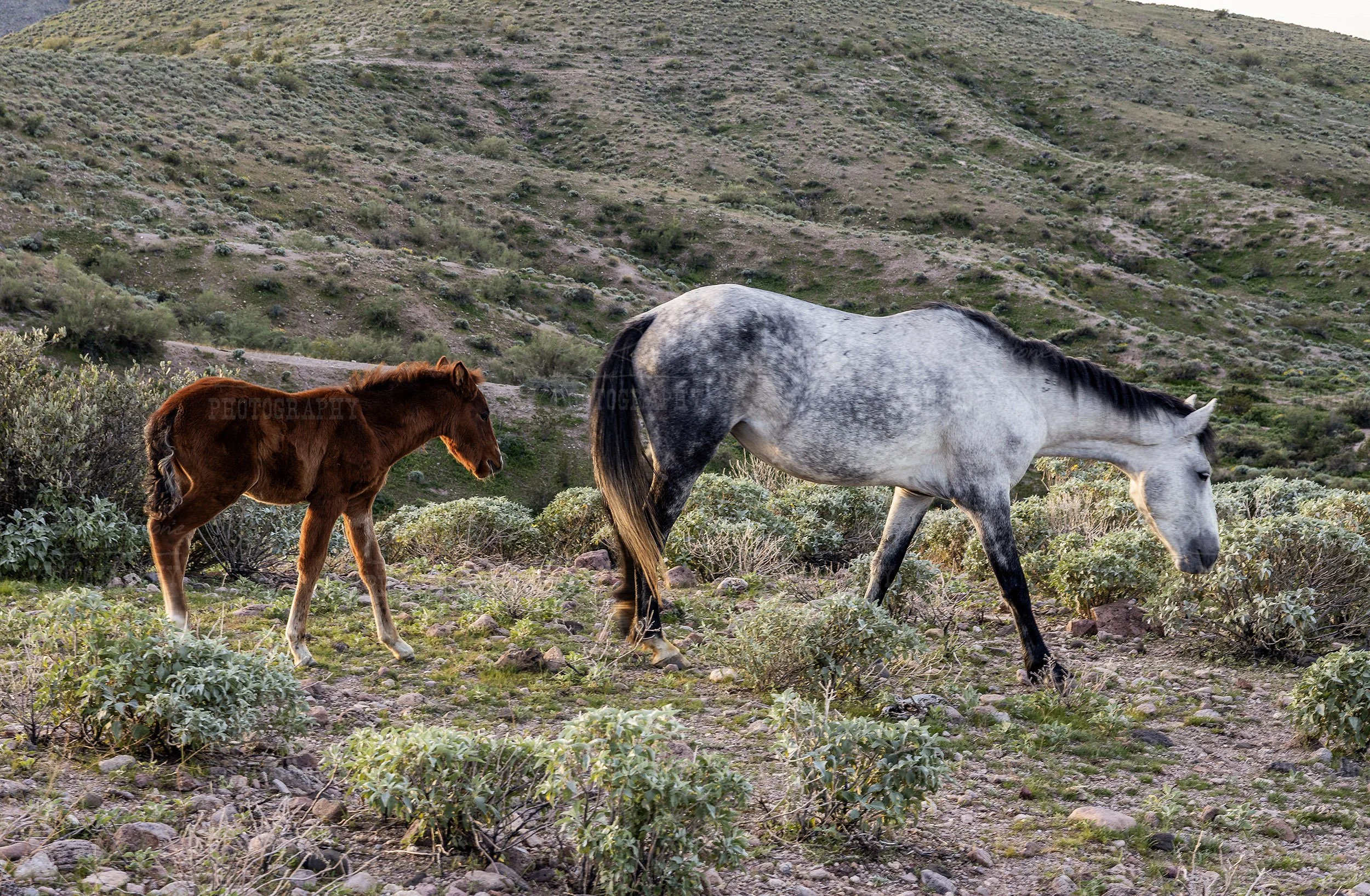 Salt River Horse Moonfire The Foal With His Mother Moonshadow