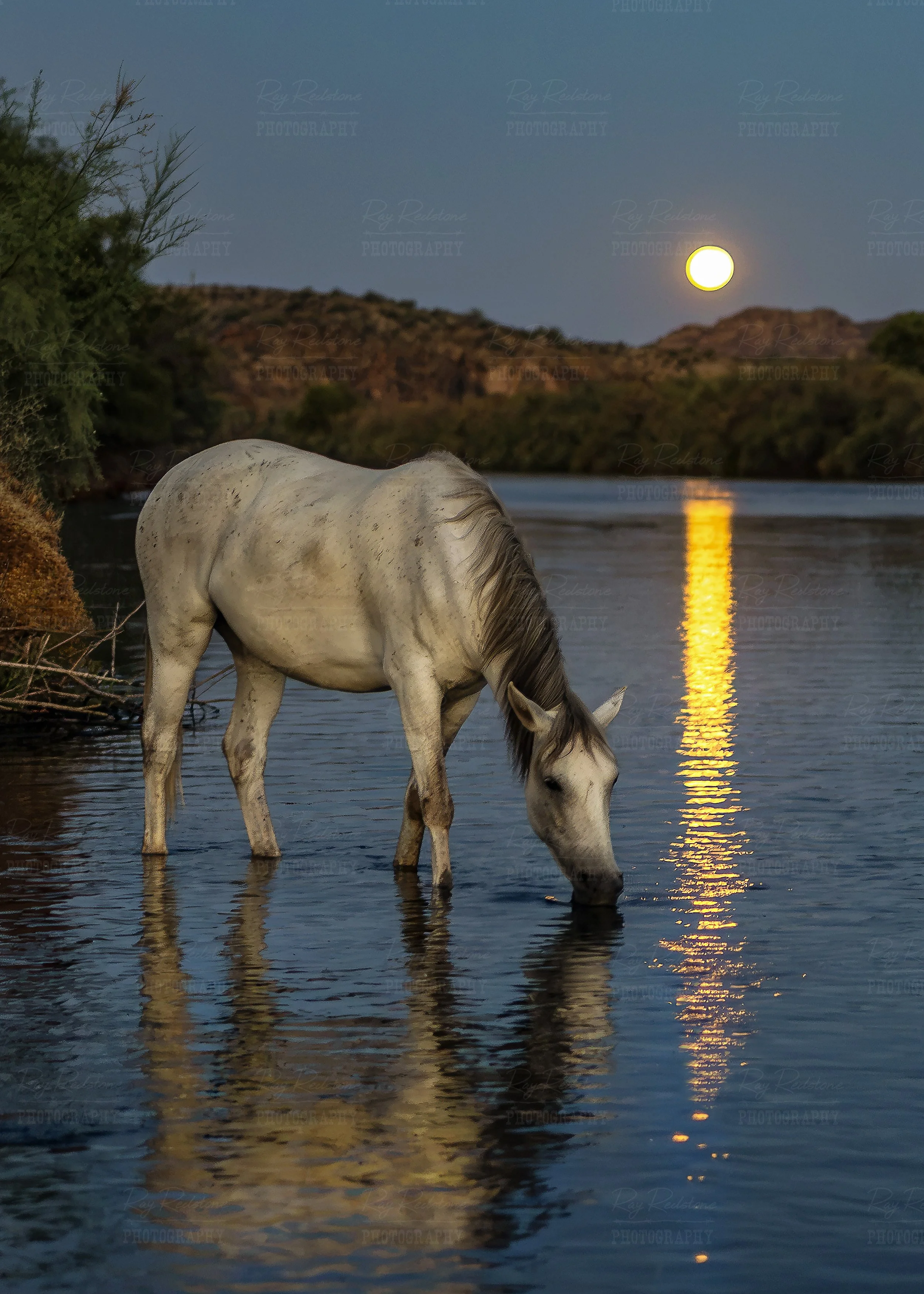 Salt River Wild Horse On River in the Moonlight