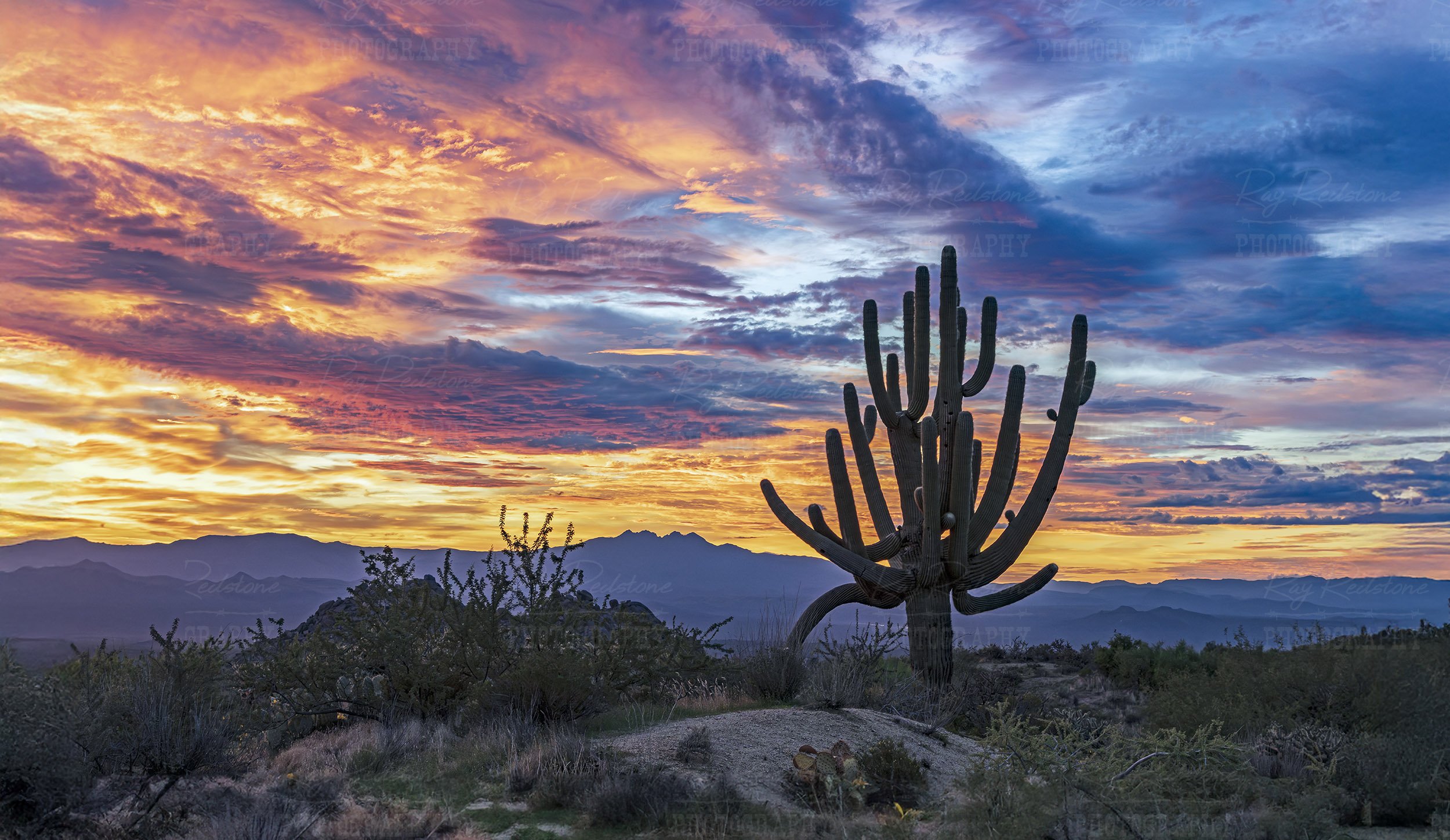 Vibrant Sunrise Landscape With Cactus In North Scottsdale AZ