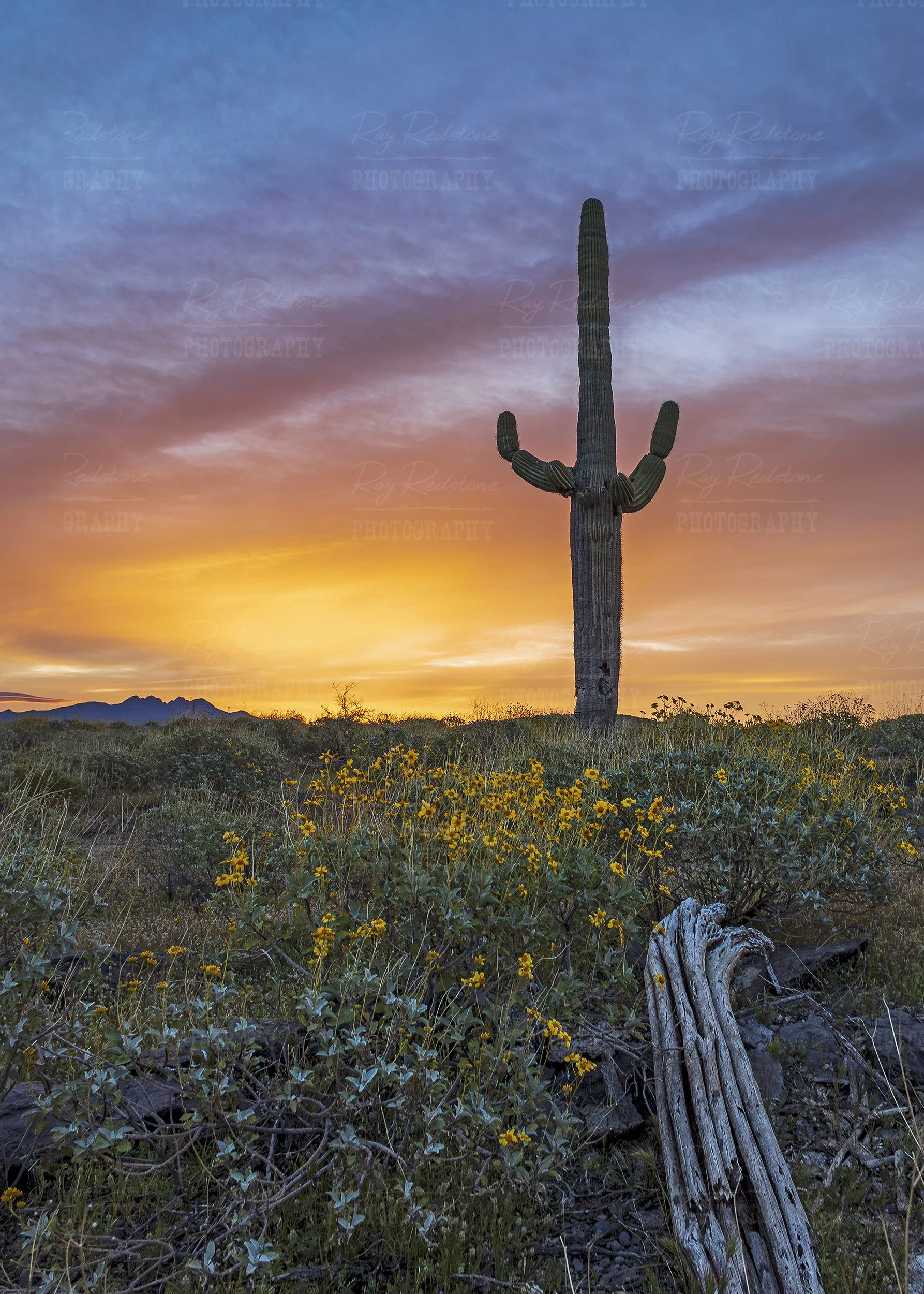 vertical-sunrise-tonto-national-forest-az