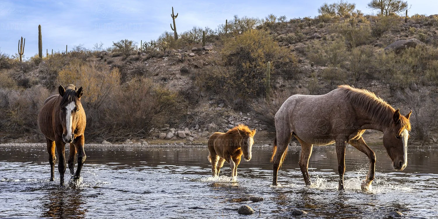Ultra Wide River Crossing With Foal 