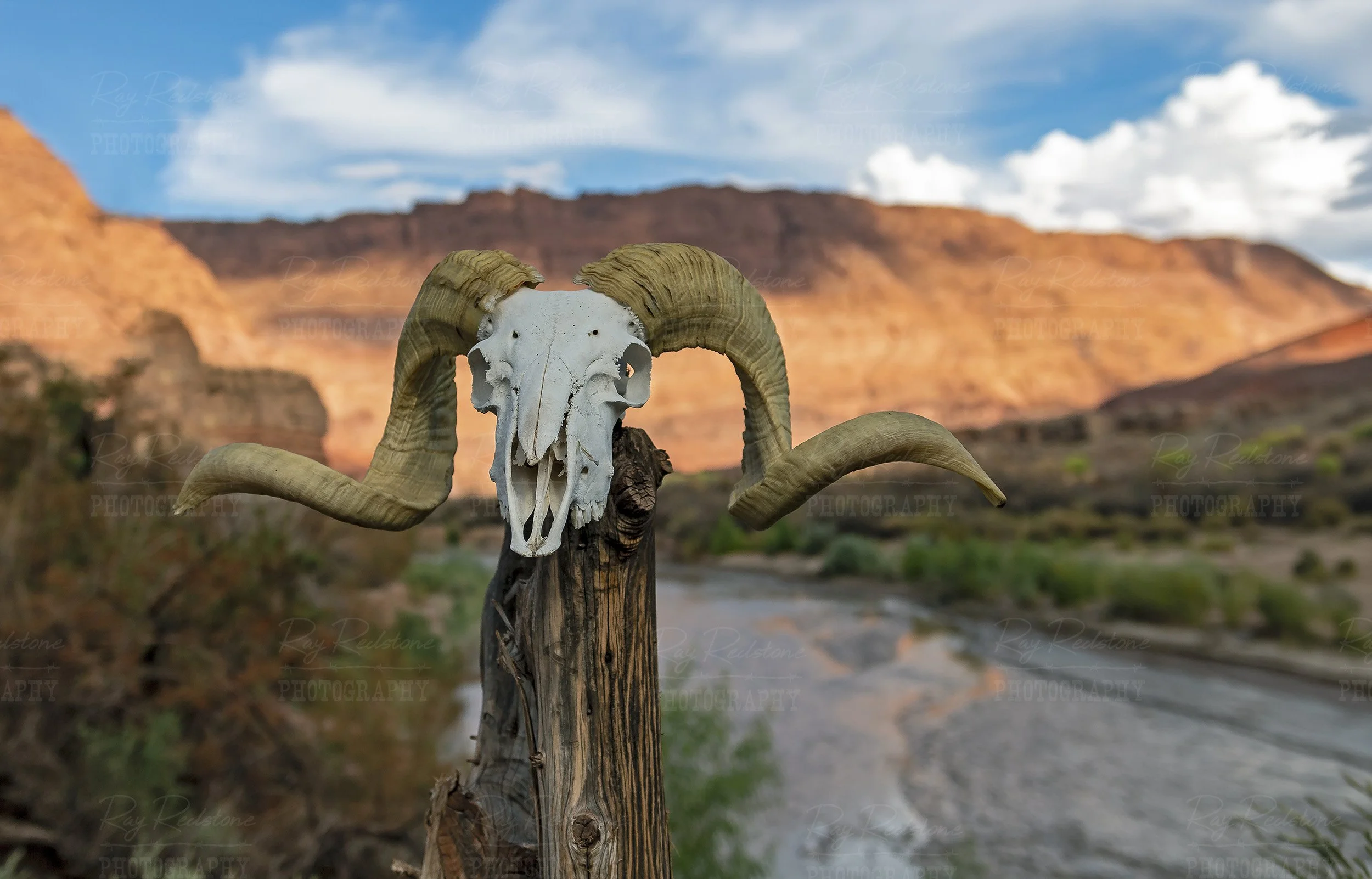 Bighorn Ram Skull Paria River