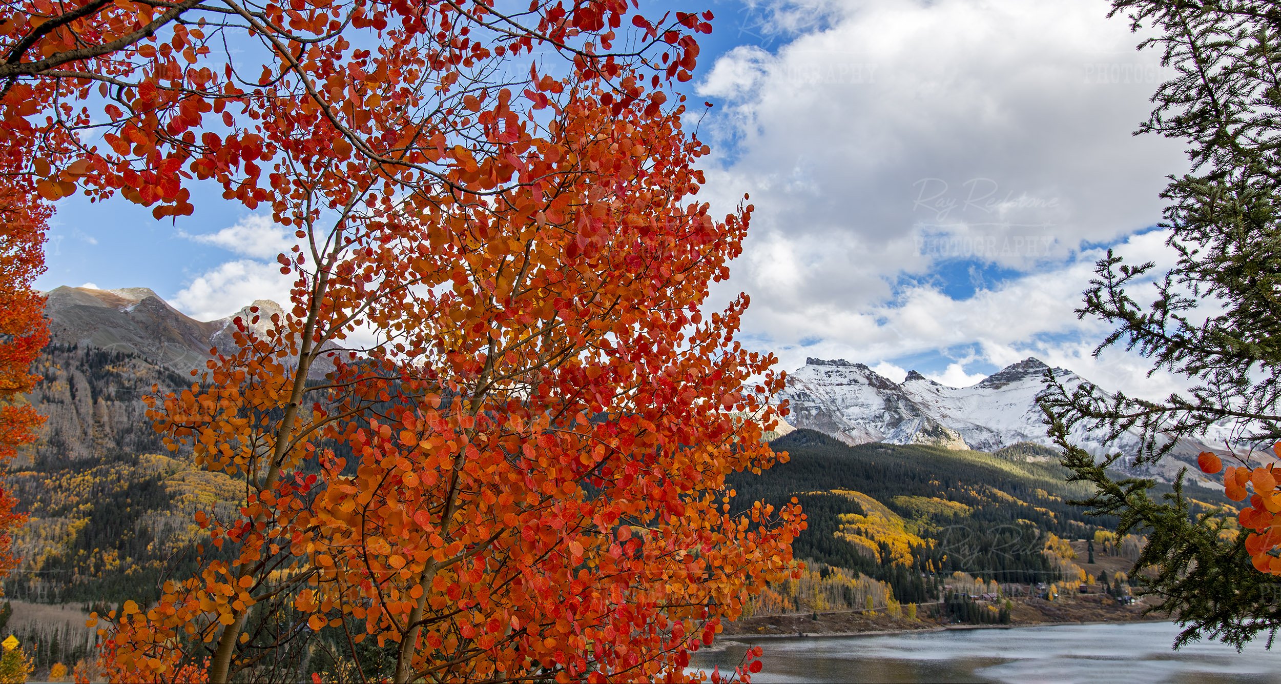 Vibrant Reddish Orange Aspen Trees Colorado Fall Time