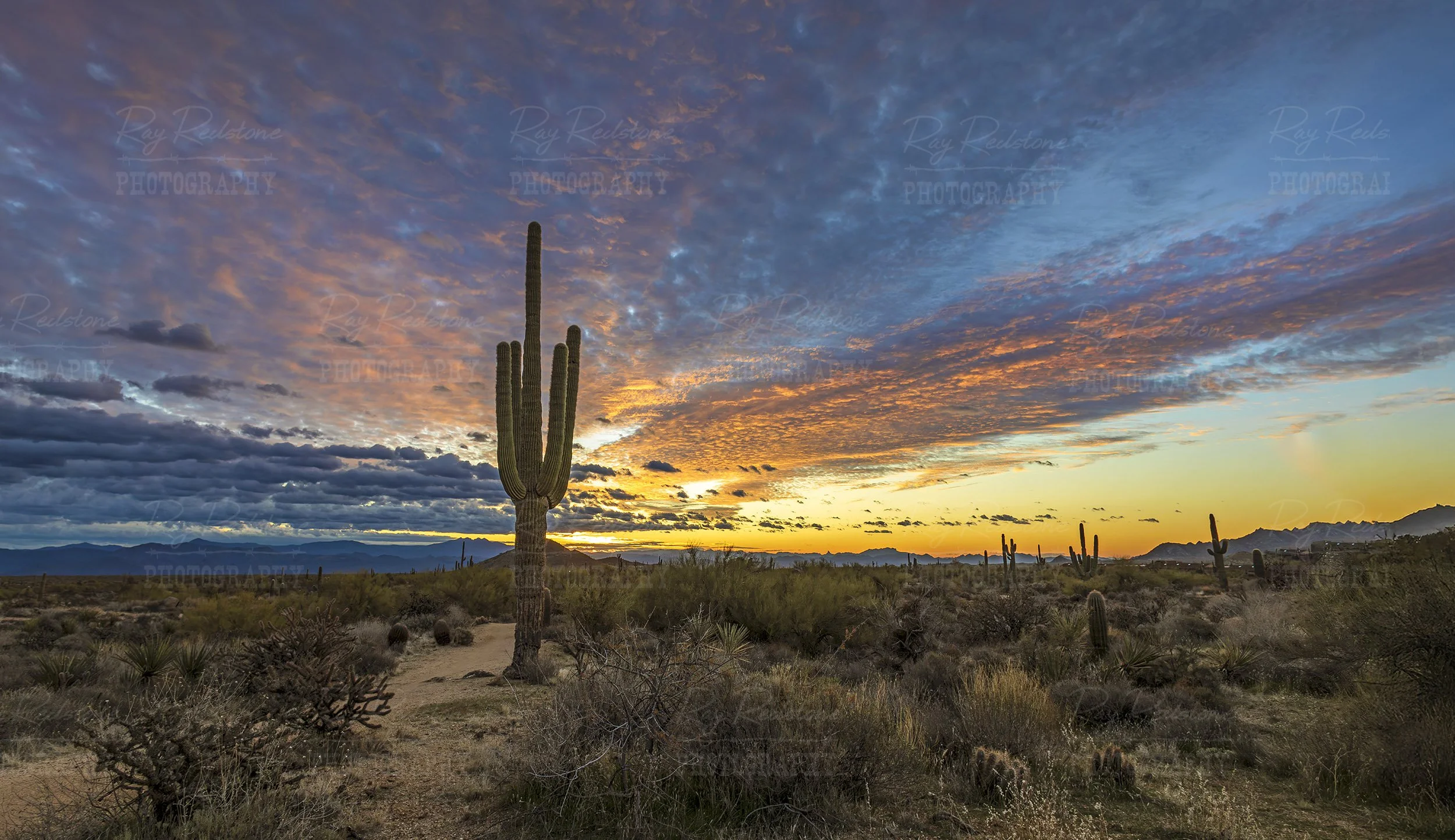 Panoramic Desert Sunrise With Saguaro Cactus Scottsdale