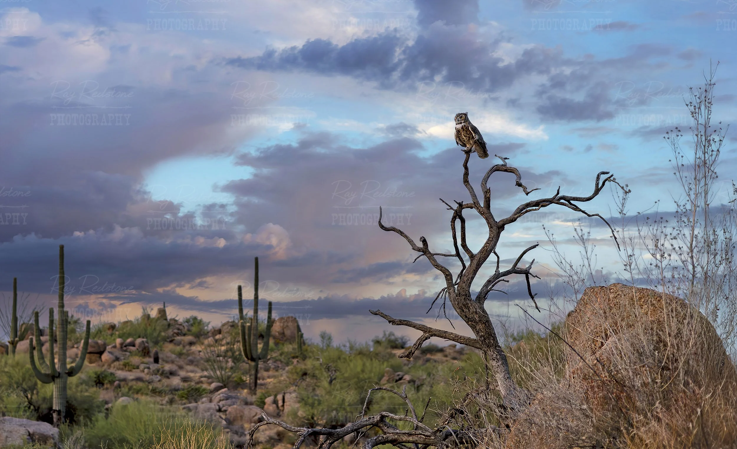 Great Horned Owl In The AZ Desert